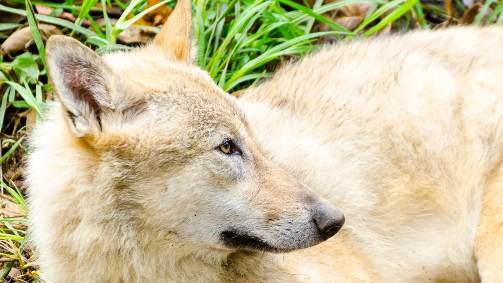Стотици хора спасиха рядък вълк в Южна Корея (ВИДЕО)
