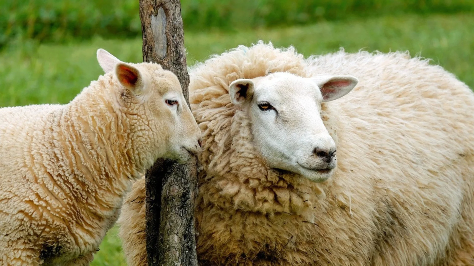 Коя е единствената държава в Европа, която има повече овце, отколкото хора