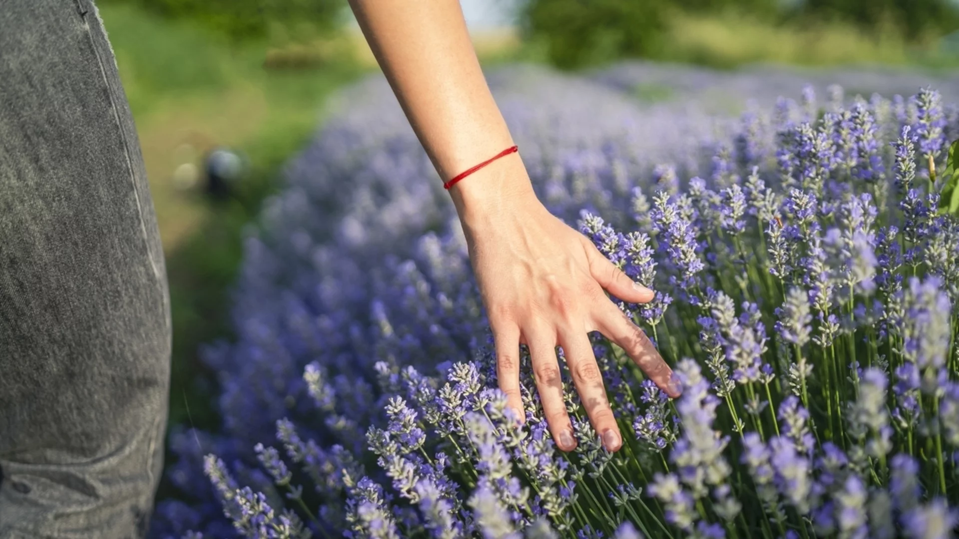 Коя е единствената европейска страна, в която лавандуловите полета са част от културния пейзаж