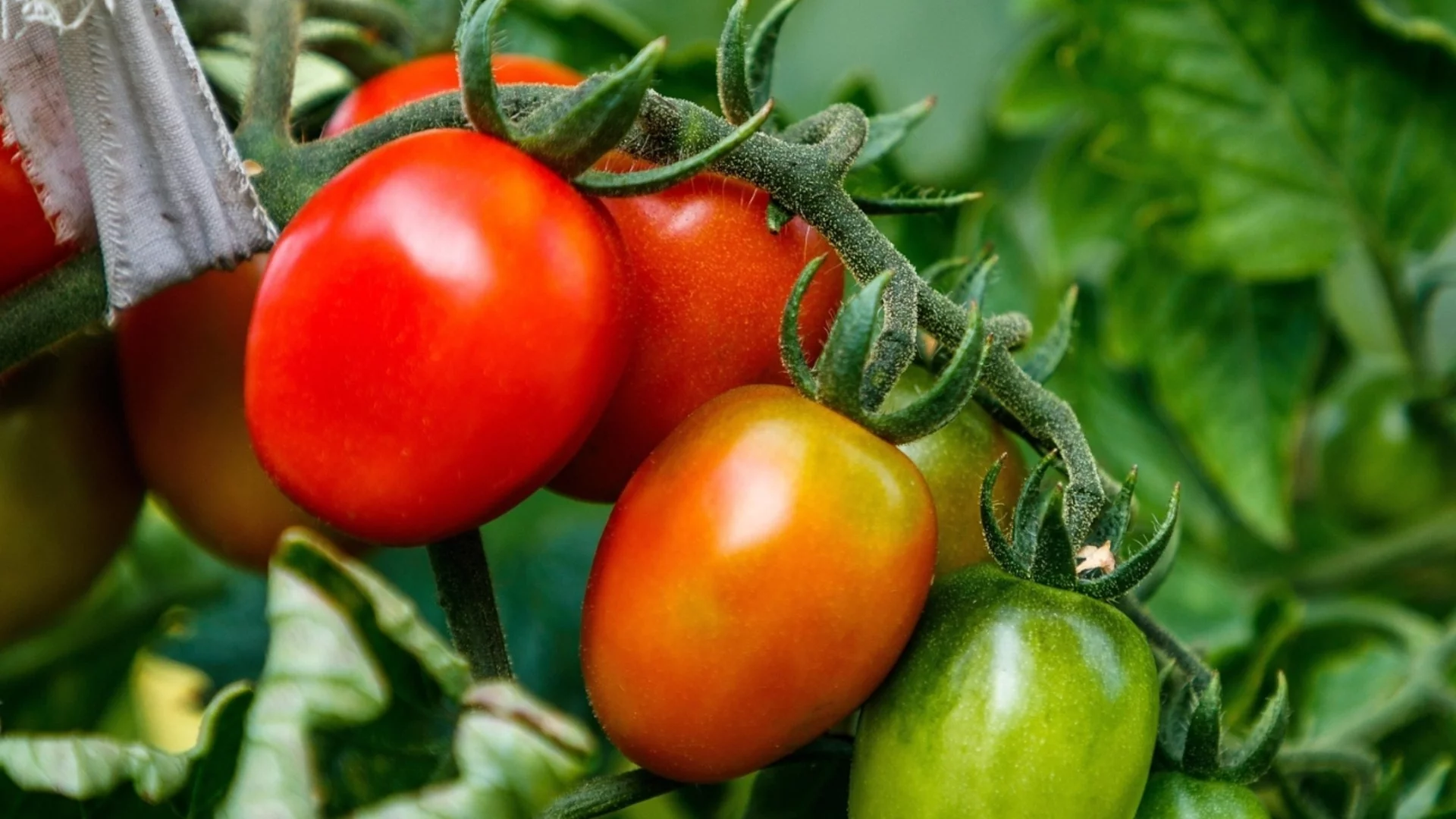 Как да подрязвате доматени растения за най-добра реколта