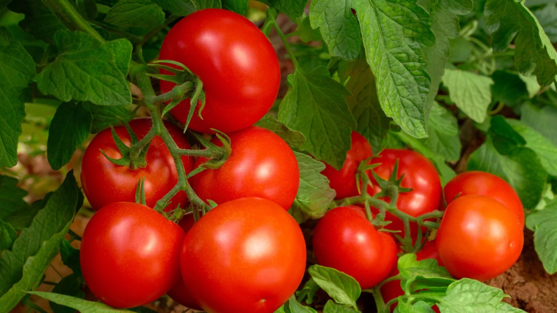 Растения, които растат по-бързо с малко помощ от оризова вода