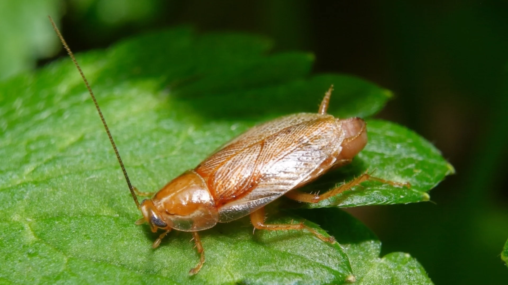 Не комари-убийци, а хлебарки-киборги: В Германия действат за ключово предимство във войната (ВИДЕО)