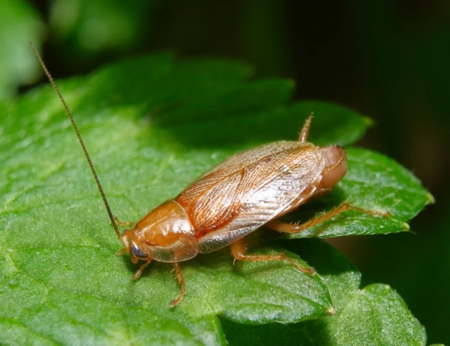 Не комари-убийци, а хлебарки-киборги: В Германия действат за ключово предимство във войната (ВИДЕО)