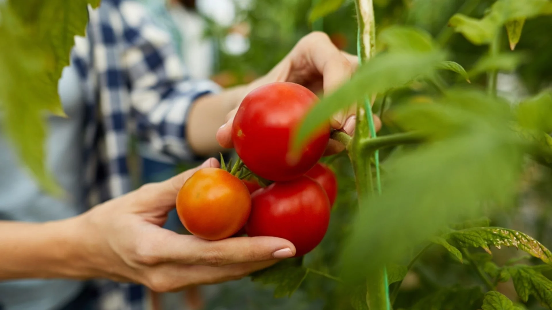 Кога трябва да подрежете доматите
