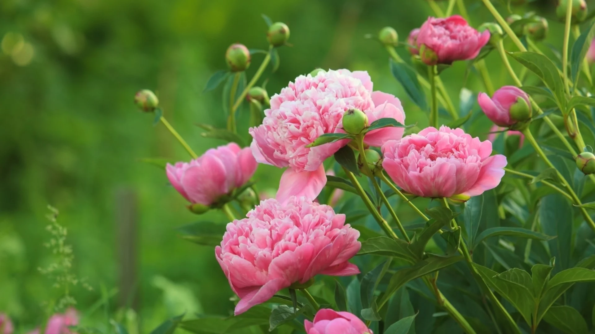 Това майско цвете носи късмет и премахва негативната енергия в дома