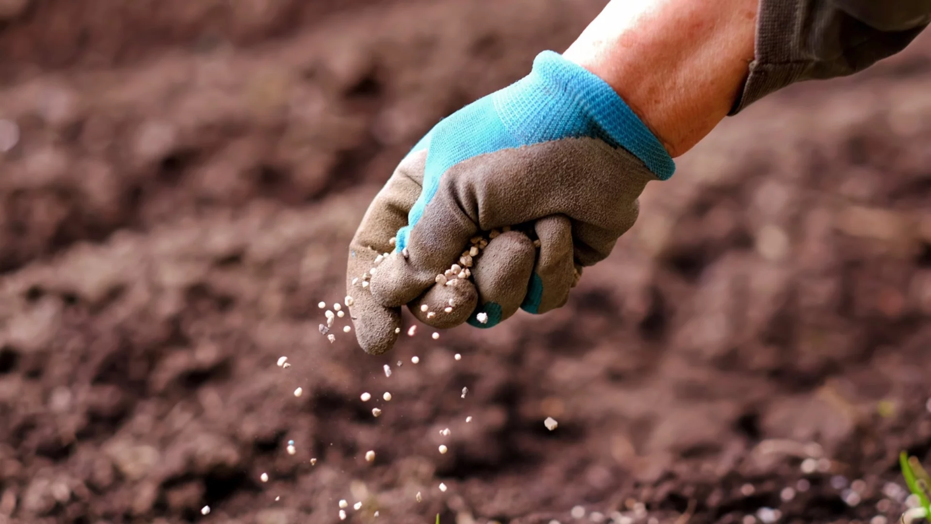 Колко често да торите зеленчуковата си градина
