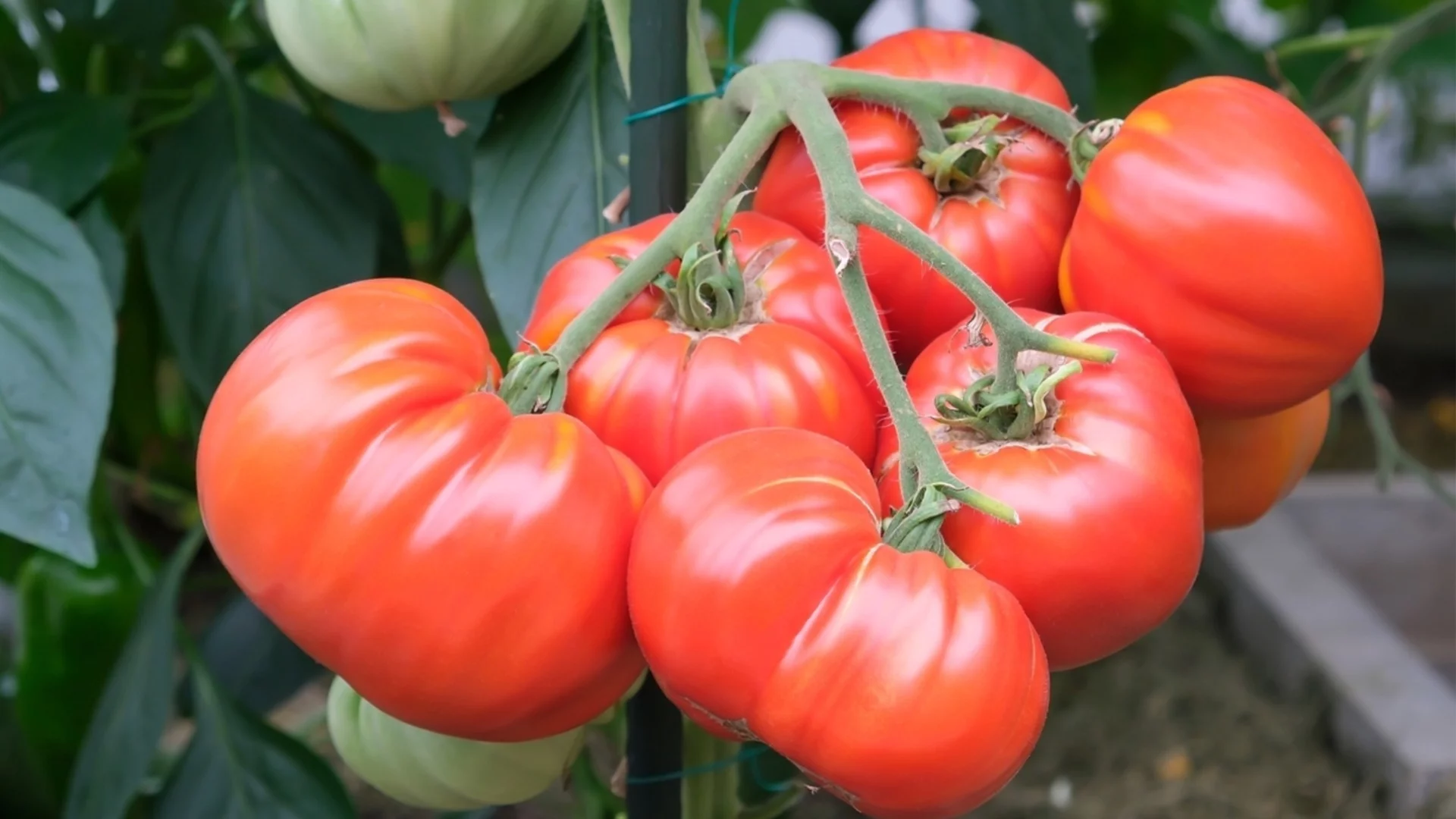 Доматите ще растат големи и здрави с това растение-компаньон, което подобрява почвата  