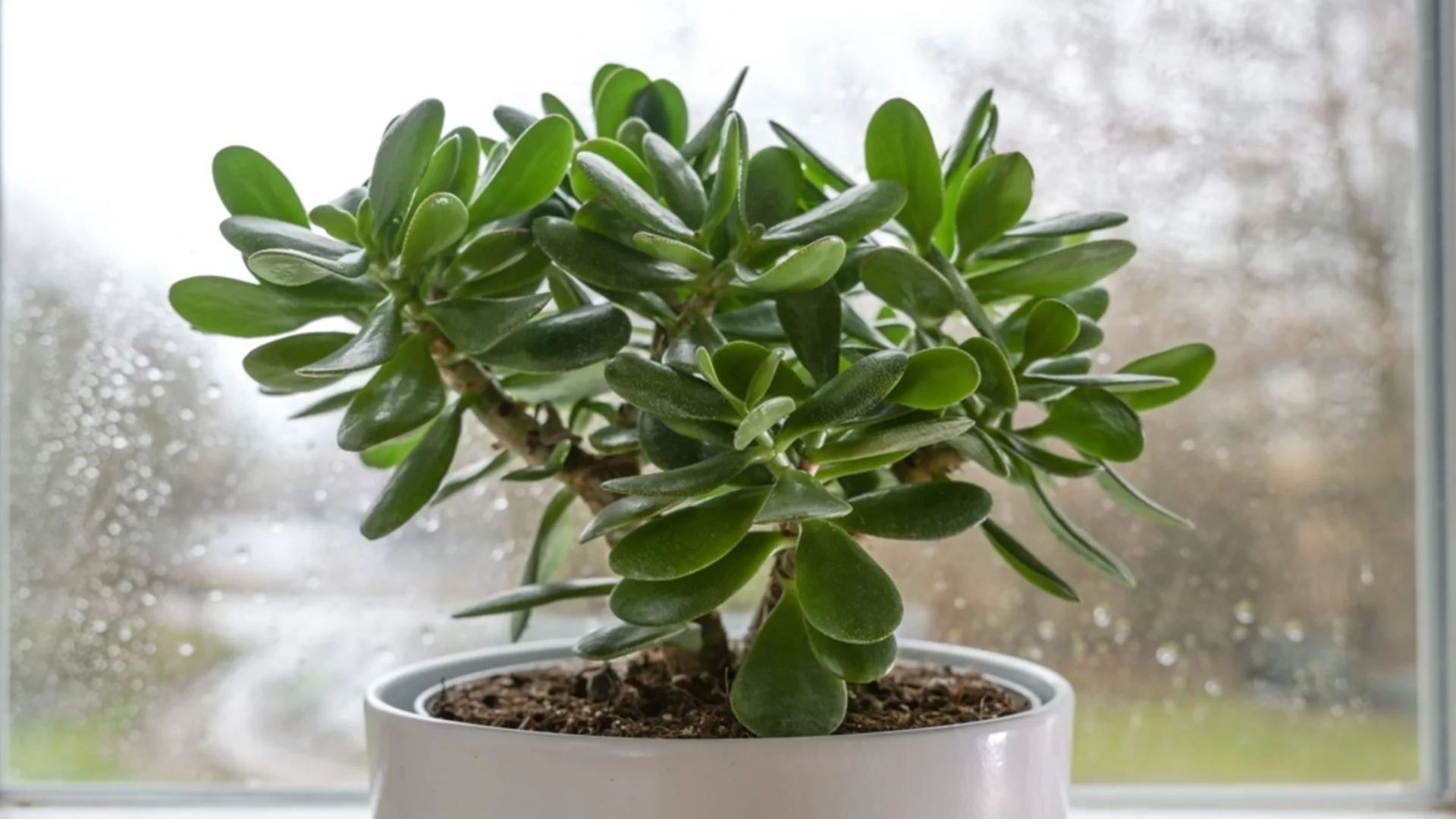 Направете това с вашето нефритено растение преди края на април – ще ви възнагради с буен нов растеж