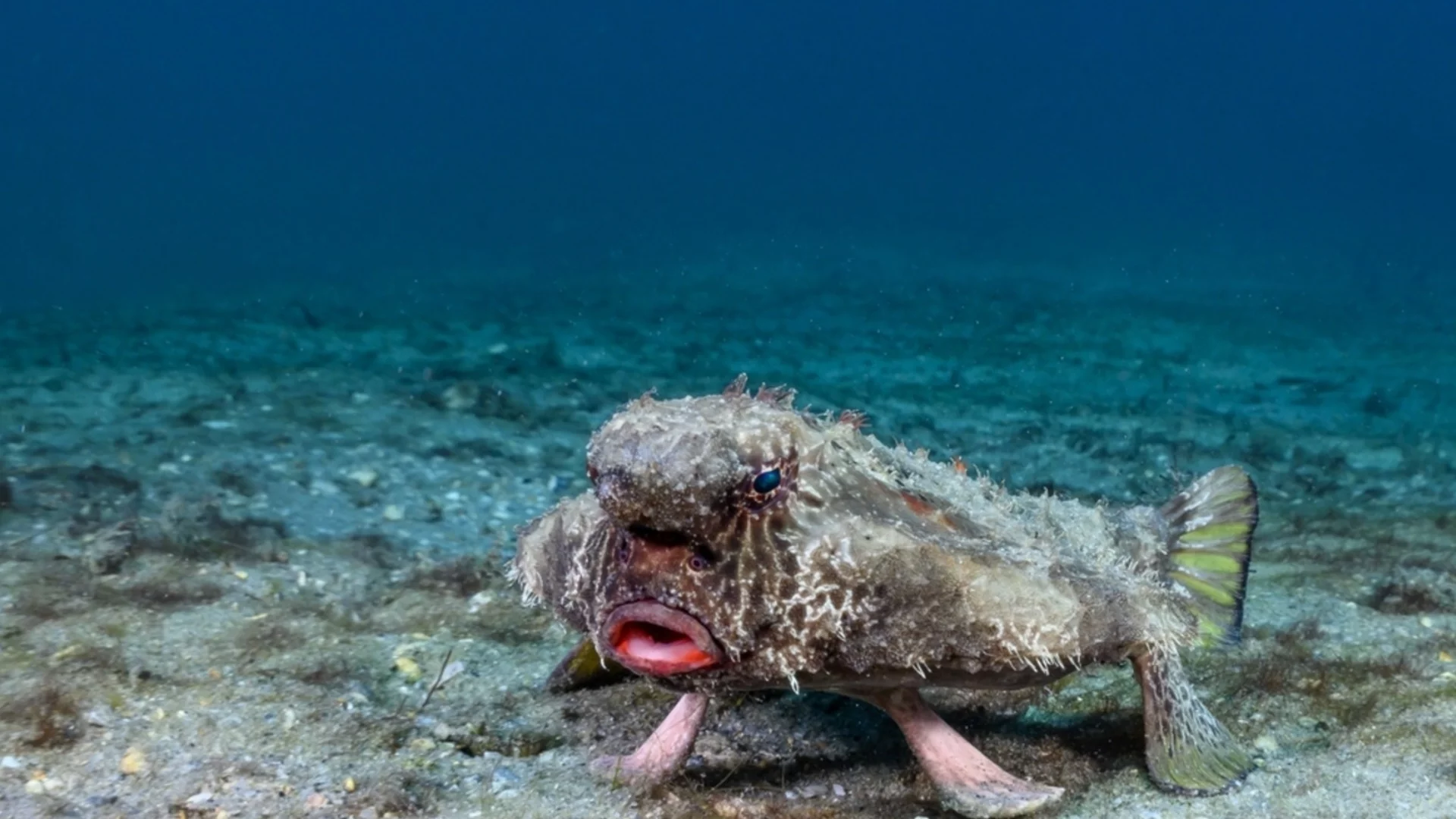 Учени: Една от най-страшните риби в океана е еволюирала по неочакван начин