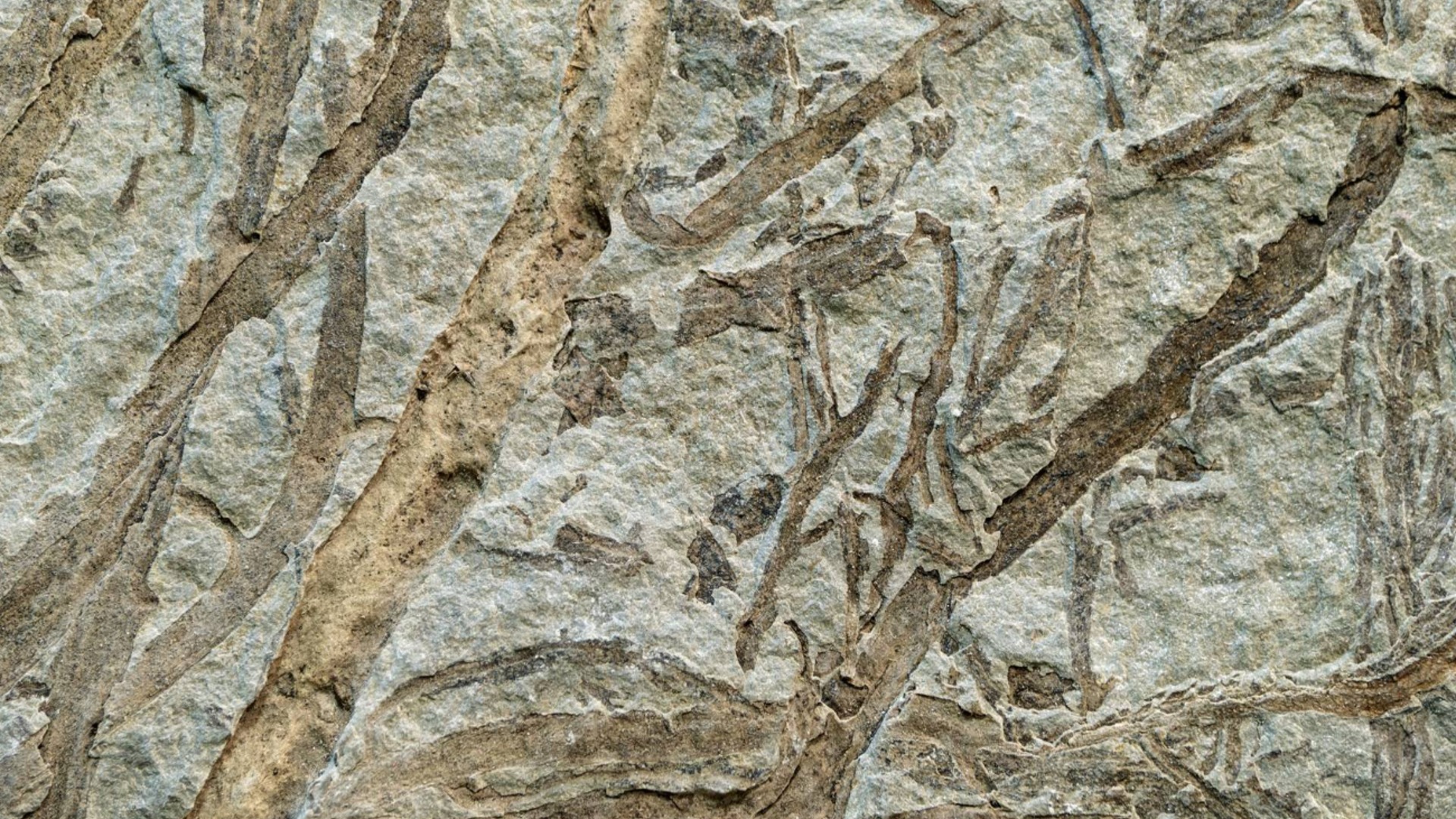 Учени откриха най-старите животински следи на Земята в скалите - те са на почти 900 милиона години