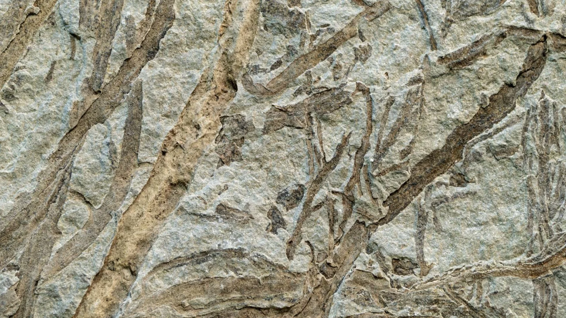 Учени откриха най-старите животински следи на Земята в скалите - те са на почти 900 милиона години