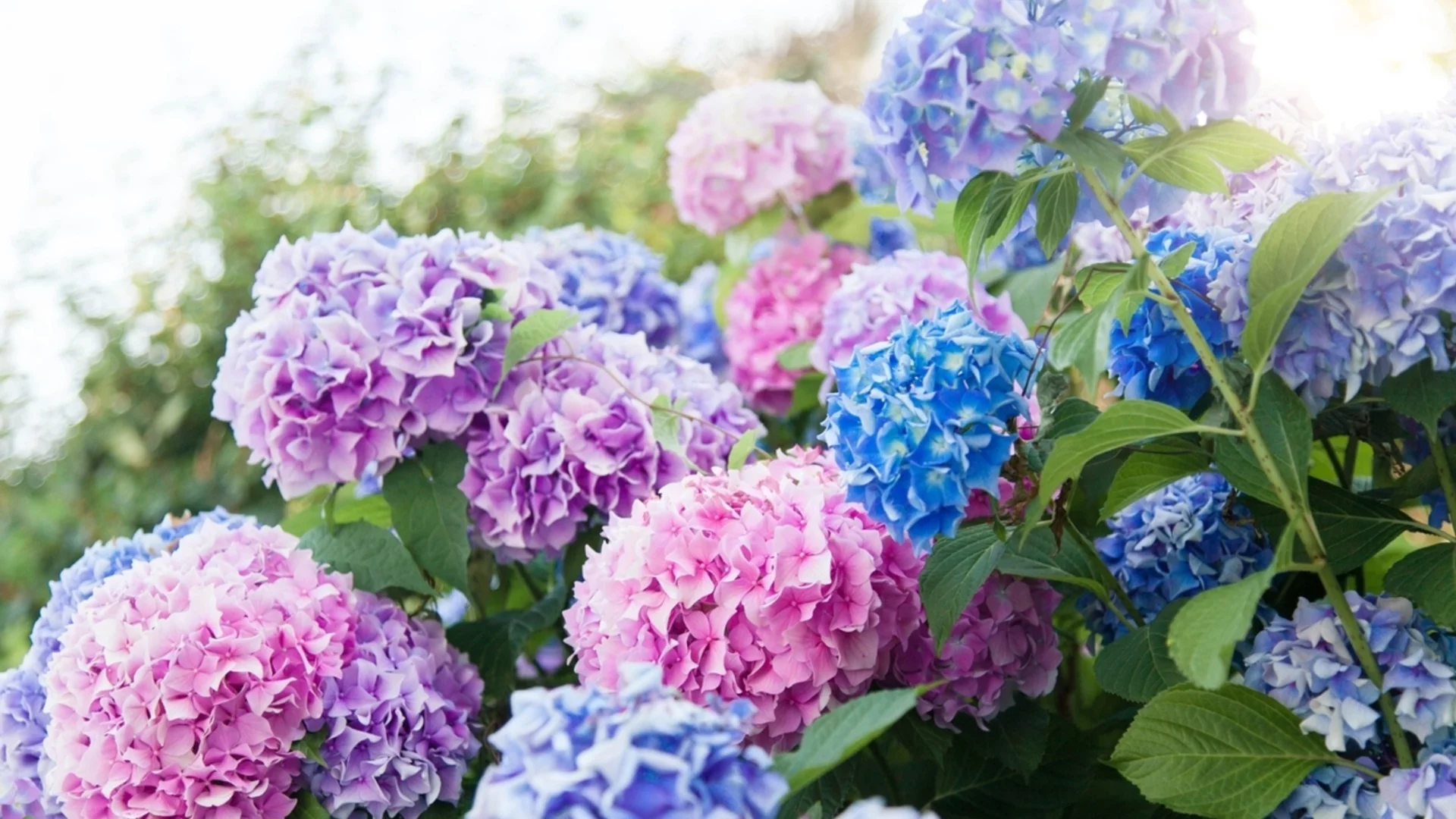 Грешката при поливане, която уврежда вашите хортензии и може да ги разболее  