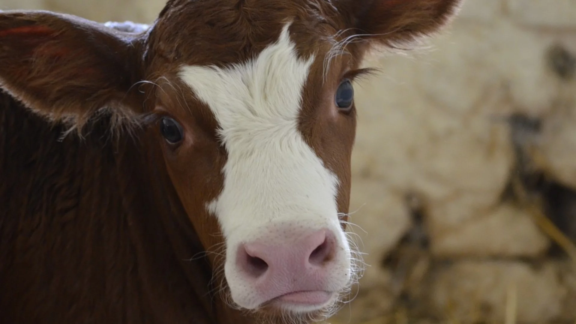 Ако пътувате в Северна Гърция: Пазете се от крава-беглец на пътя (ВИДЕО)