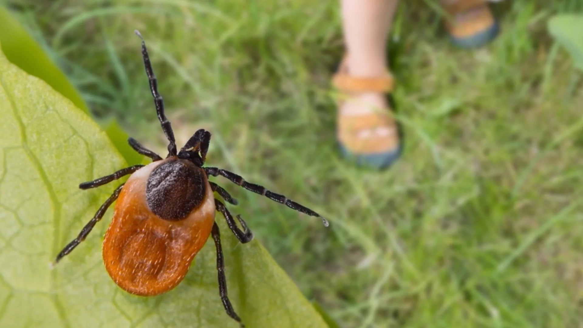 Засадете тази билка и кърлежите ще избягат от градината ви