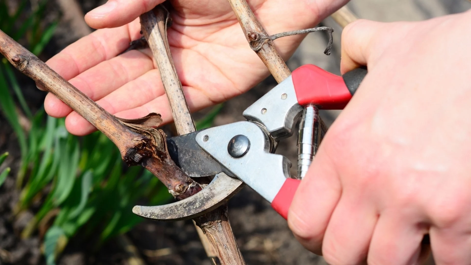 Подрежете обилно тези многогодишни растения през април за обилни цъфтежи 