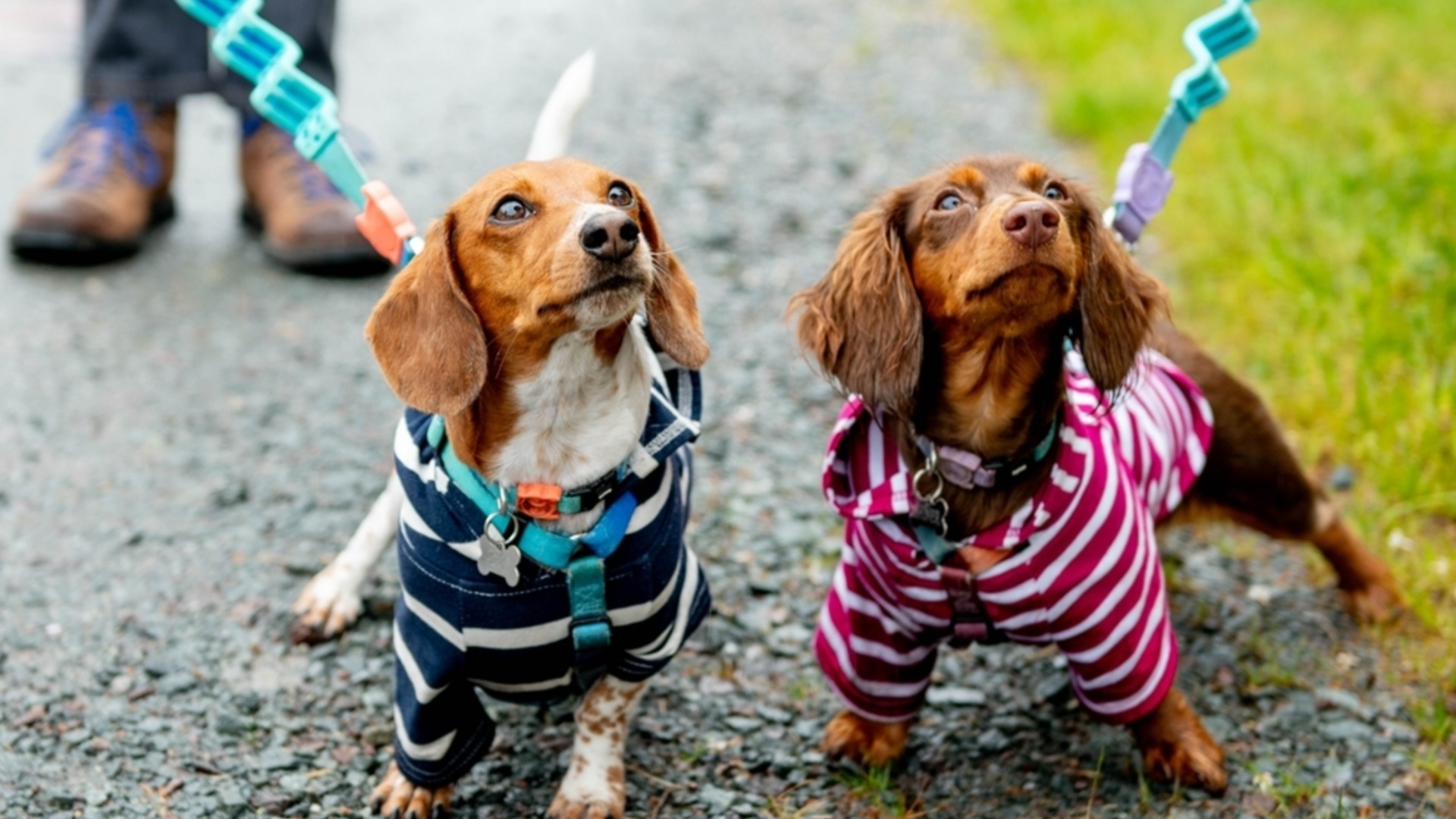 Неприятна изненада под жълт код. Времето утре - 21 април 2026 г.  (КАРТА)