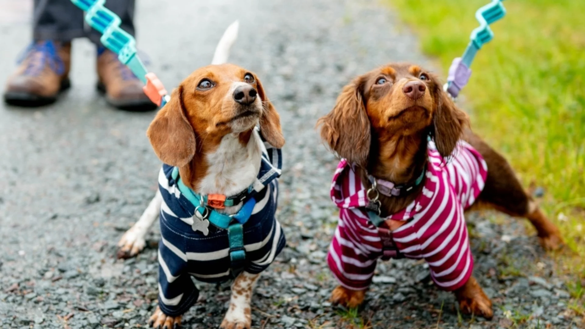 Неприятна изненада под жълт код. Времето утре - 21 април 2026 г.  (КАРТА)