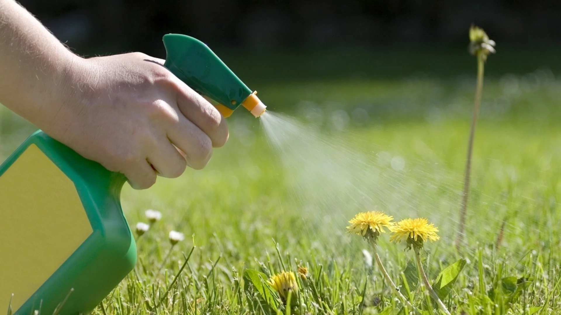 Врящата вода убива плевелите или уврежда градината ви?