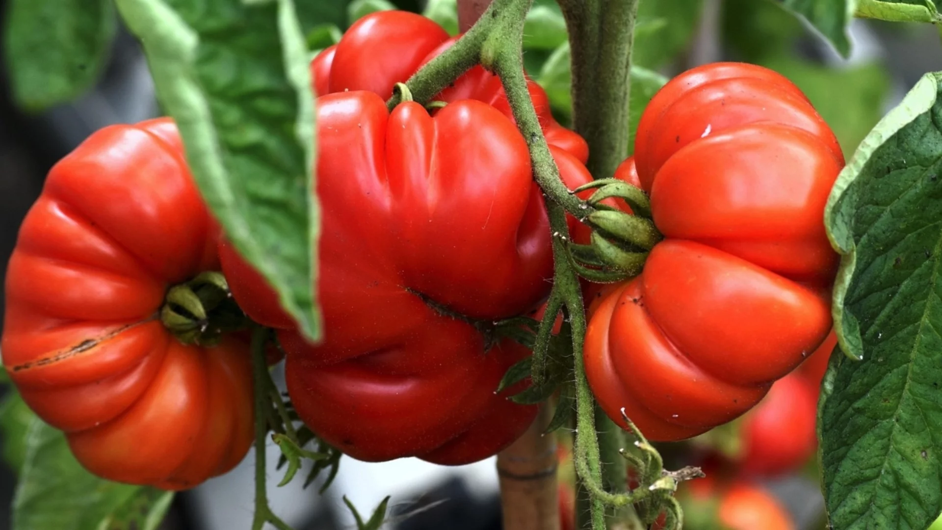 Как да предотвратите гъбички по доматите