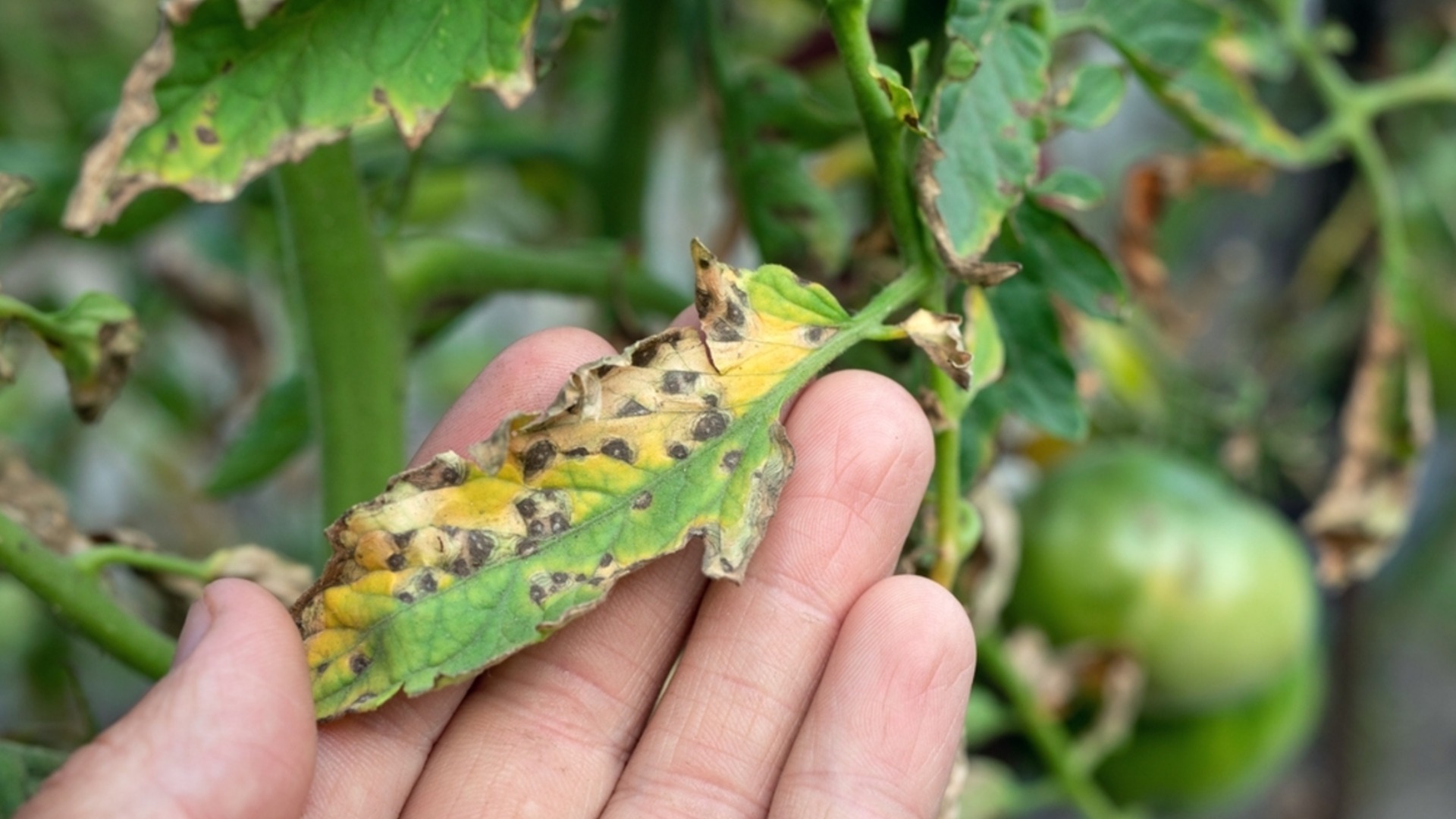 Черни петна по доматените растения - причини и лечение