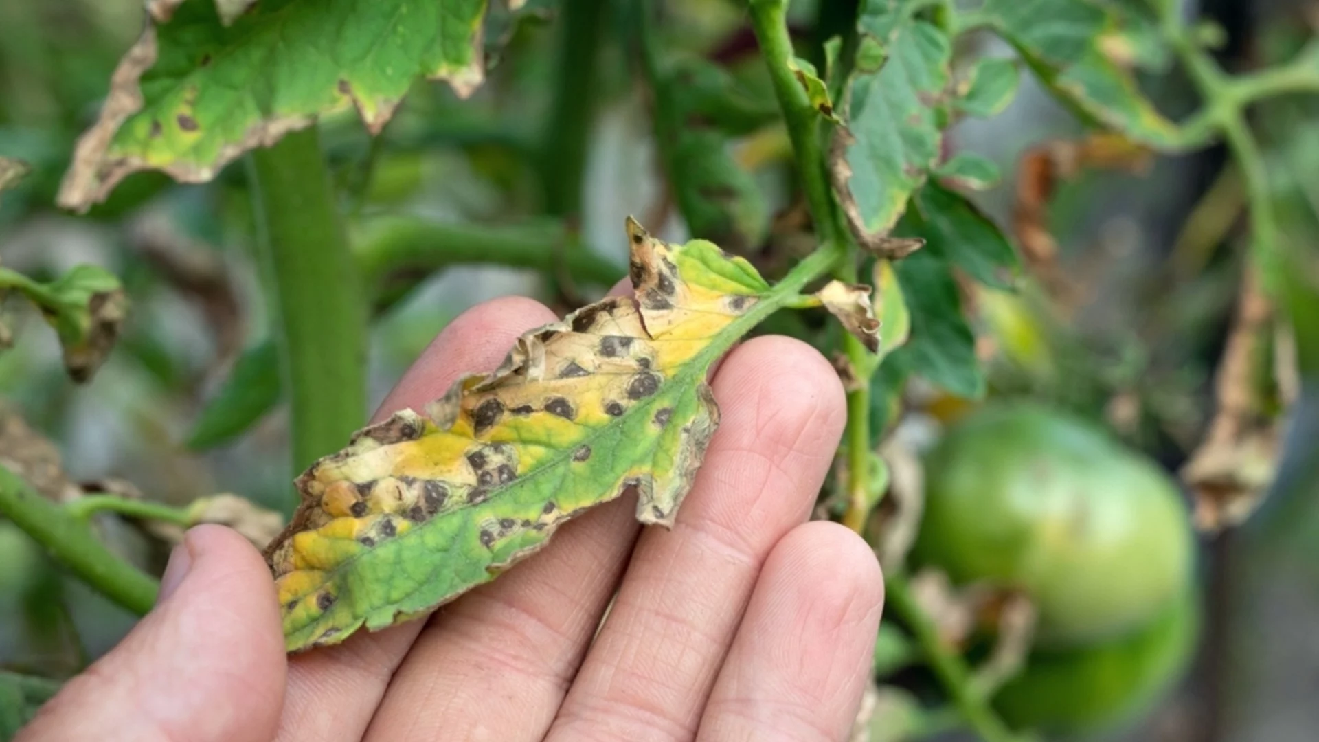 Черни петна по доматените растения - причини и лечение