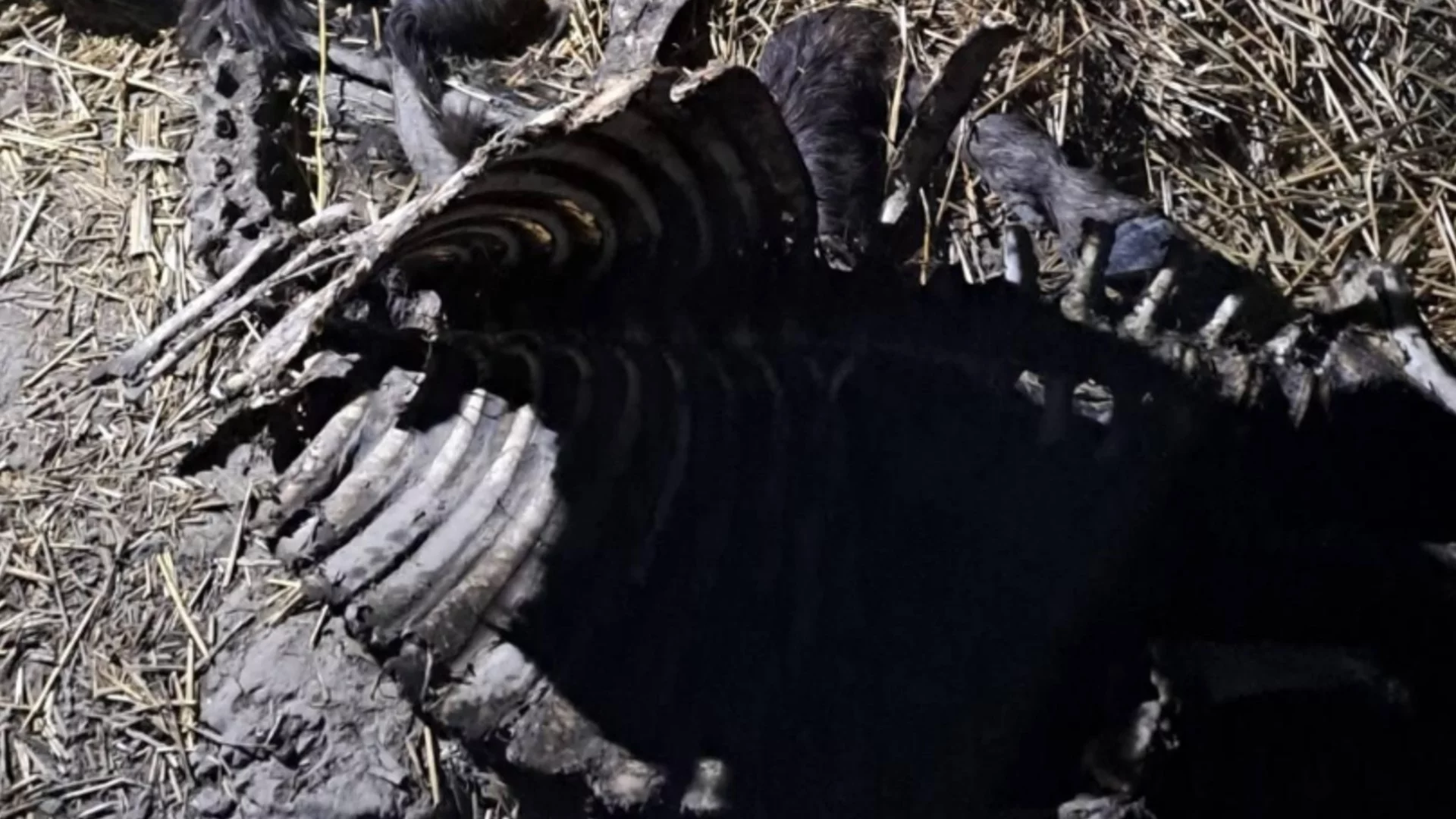 Антракс в България: Опасно огнище сред животни, гледани за пастърма и саздърма