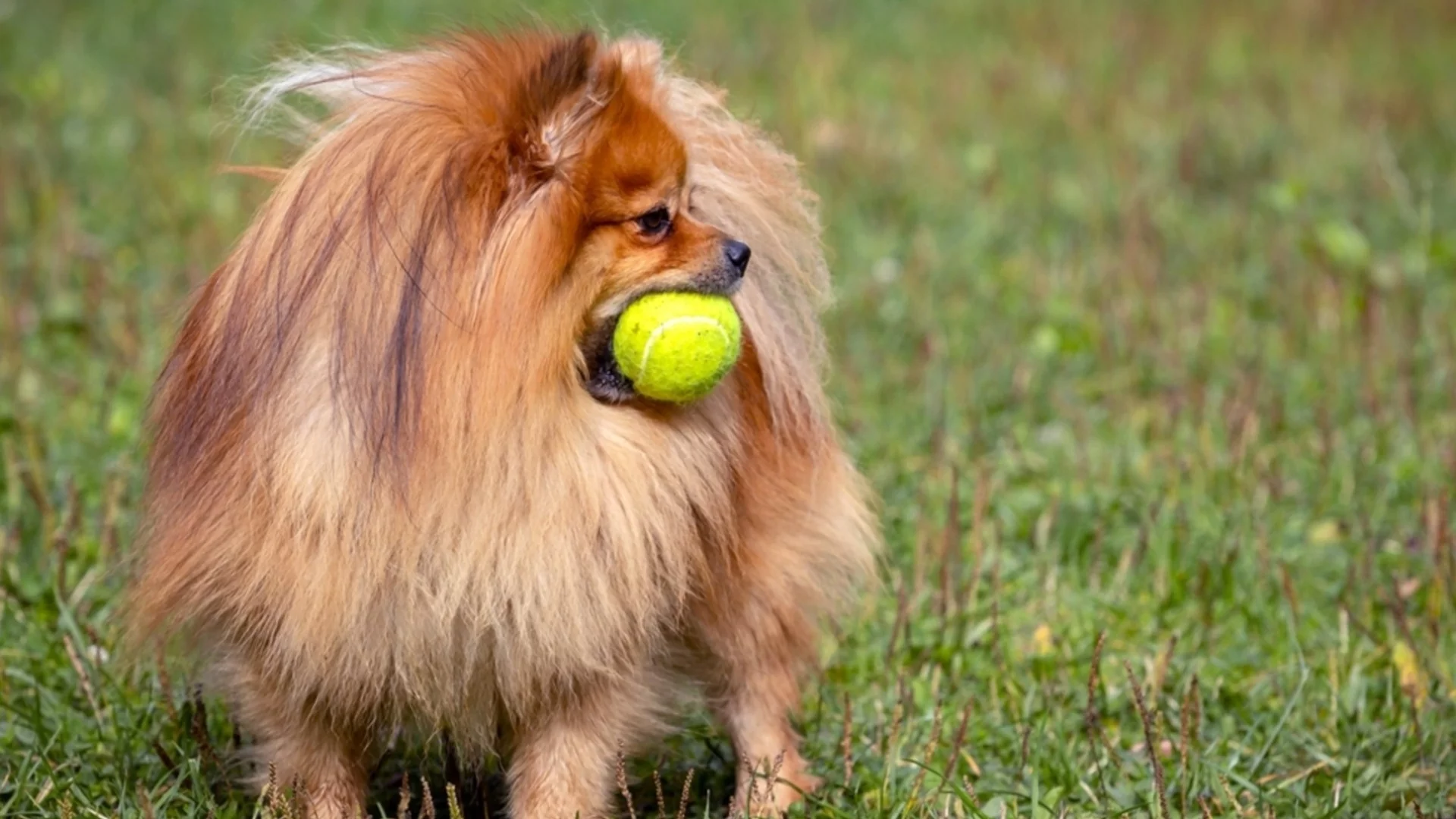 Гордост: Померан стана полицейско куче (ВИДЕО)