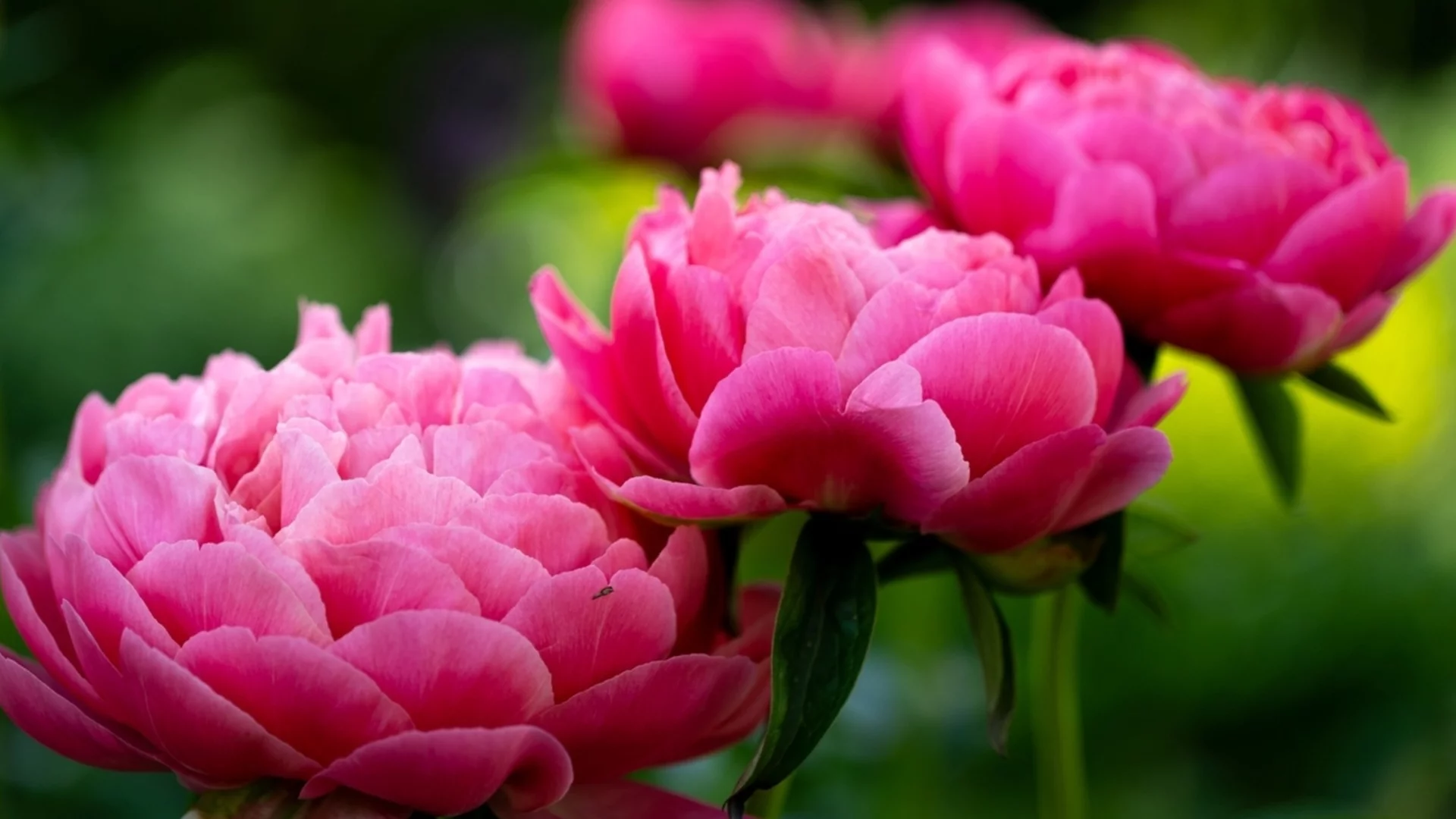 Направете веднага това щом издънките на божурите се появят през пролетта