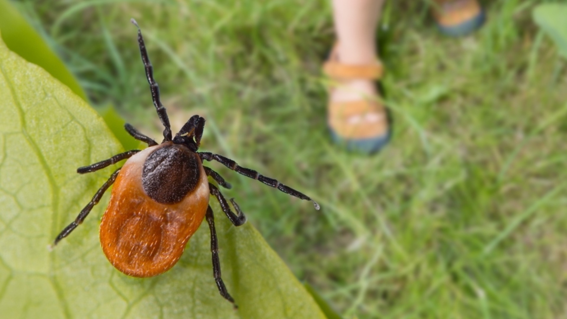 Как да разпознаете гнездо на кърлежи и какво да направите с него