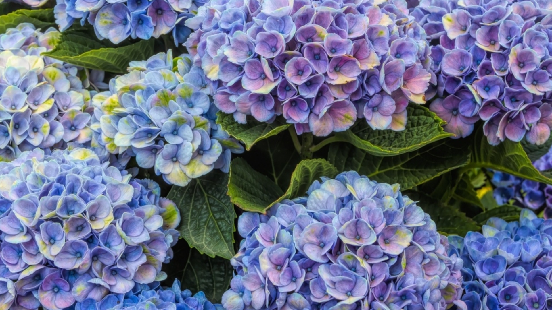 Време е да наторите хортензиите: Най-добрите натурални торове