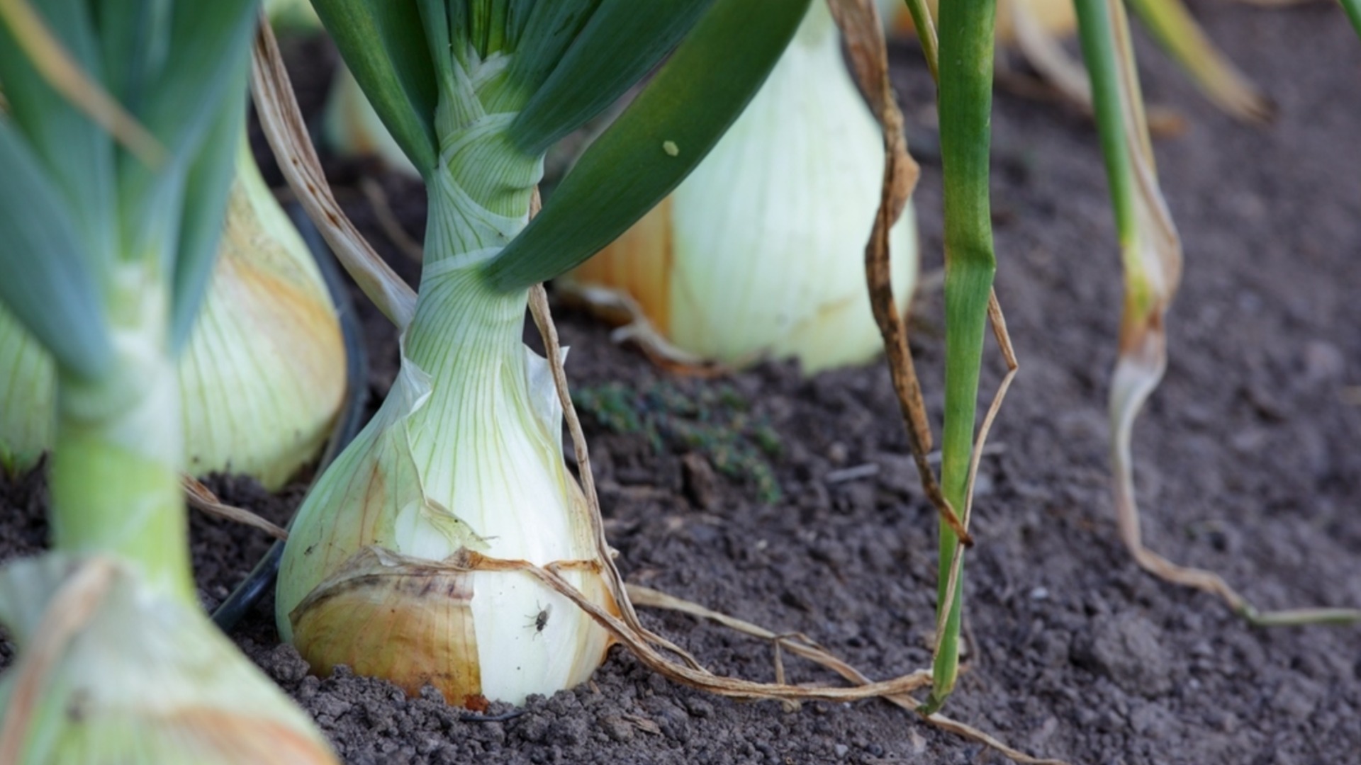 Полейте лука и чесъна с това - само след 2 дни жълтите пера ще станат отново зелени