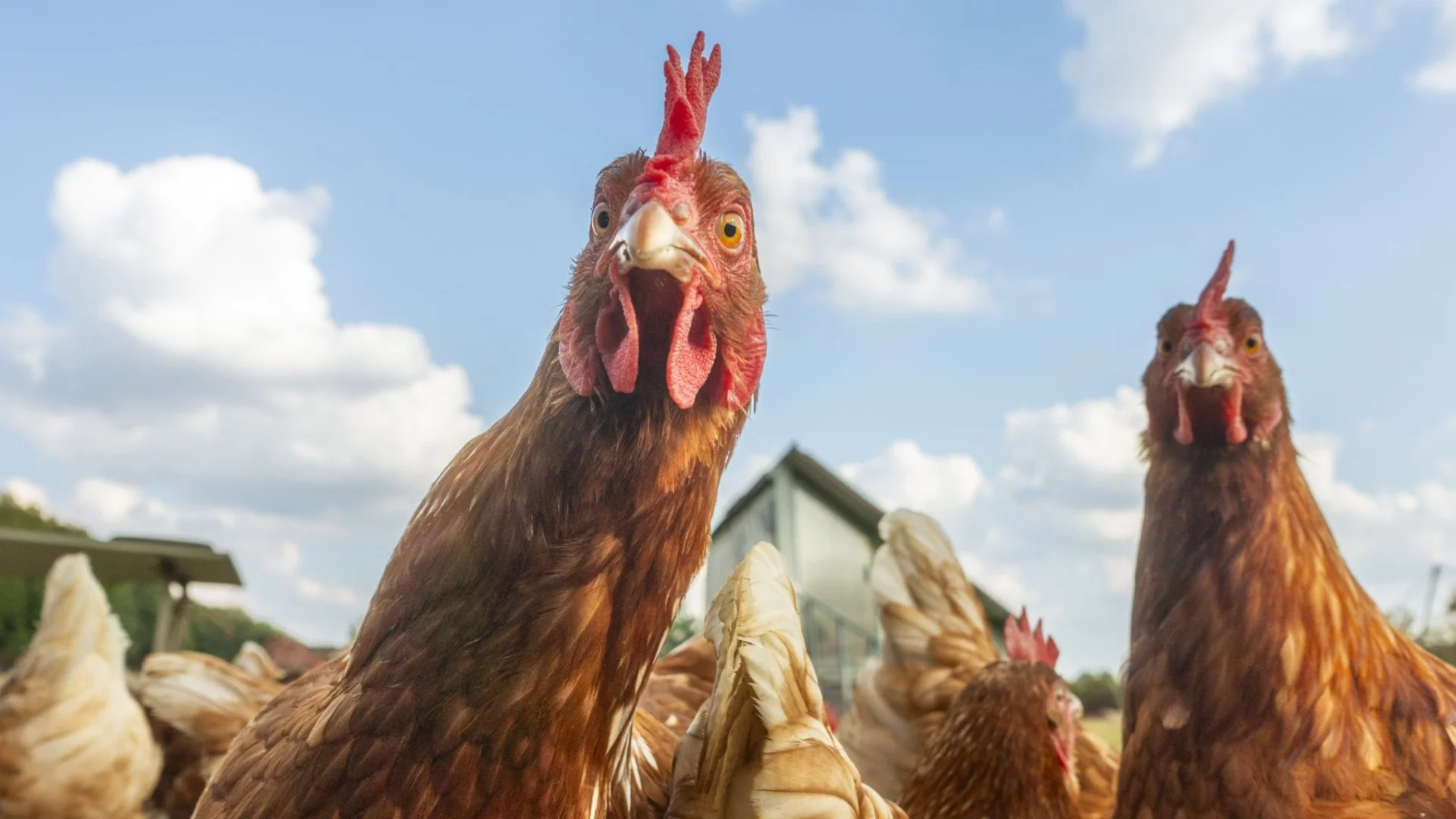 Мит или зловеща реалност: Може ли кокошка наистина да тича с отрязана глава?