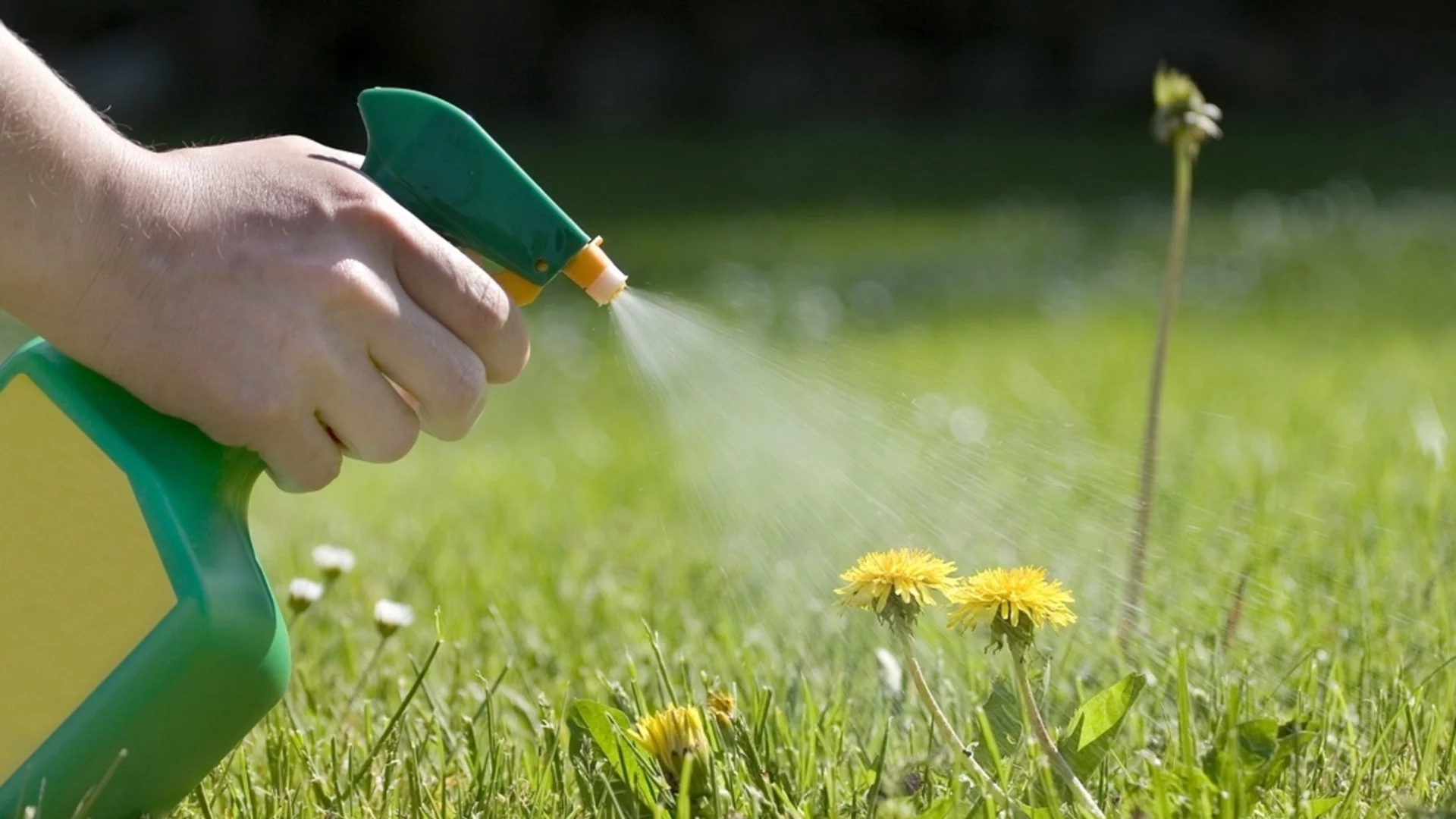 Голямата грешка, която всеки прави, след като премахне плевелите от двора си  