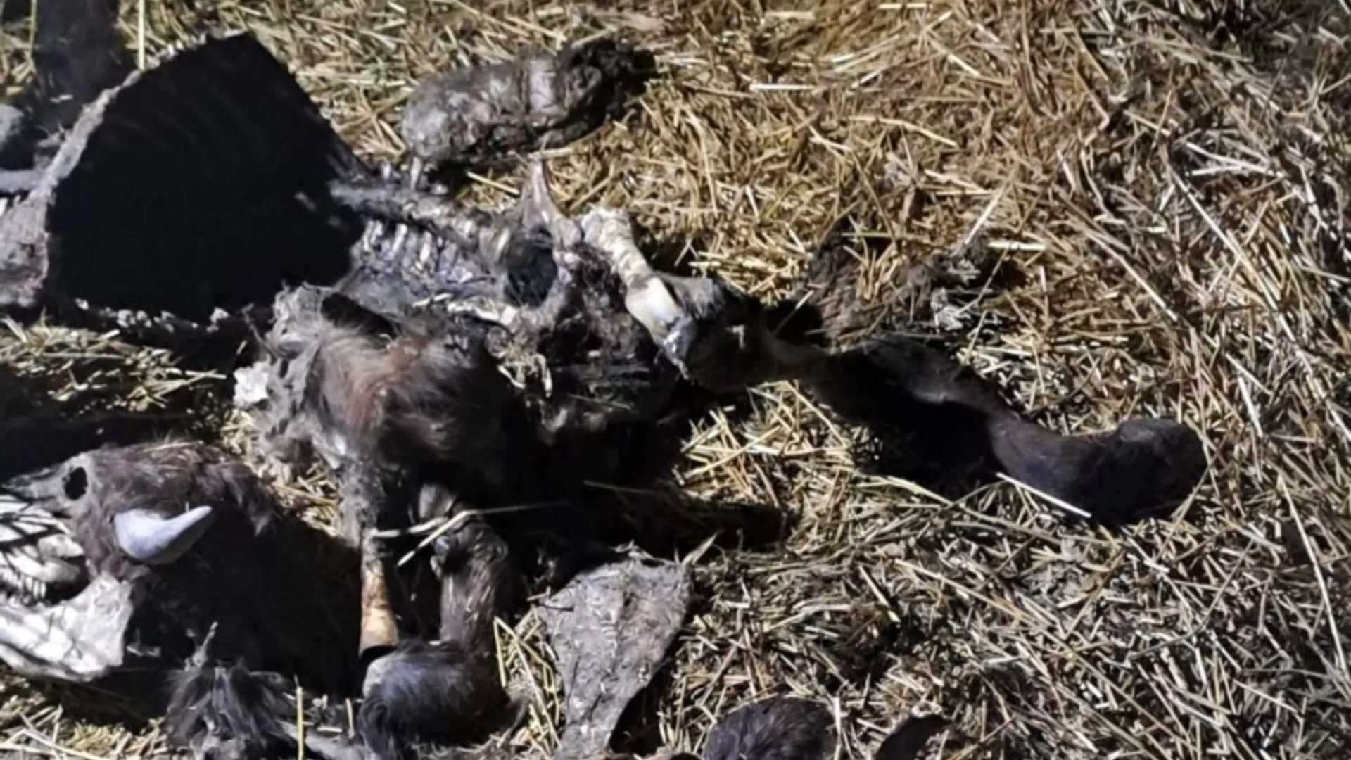 Антракс може да доведе до смърт: Шефът на БАБХ за опасната зараза по животните