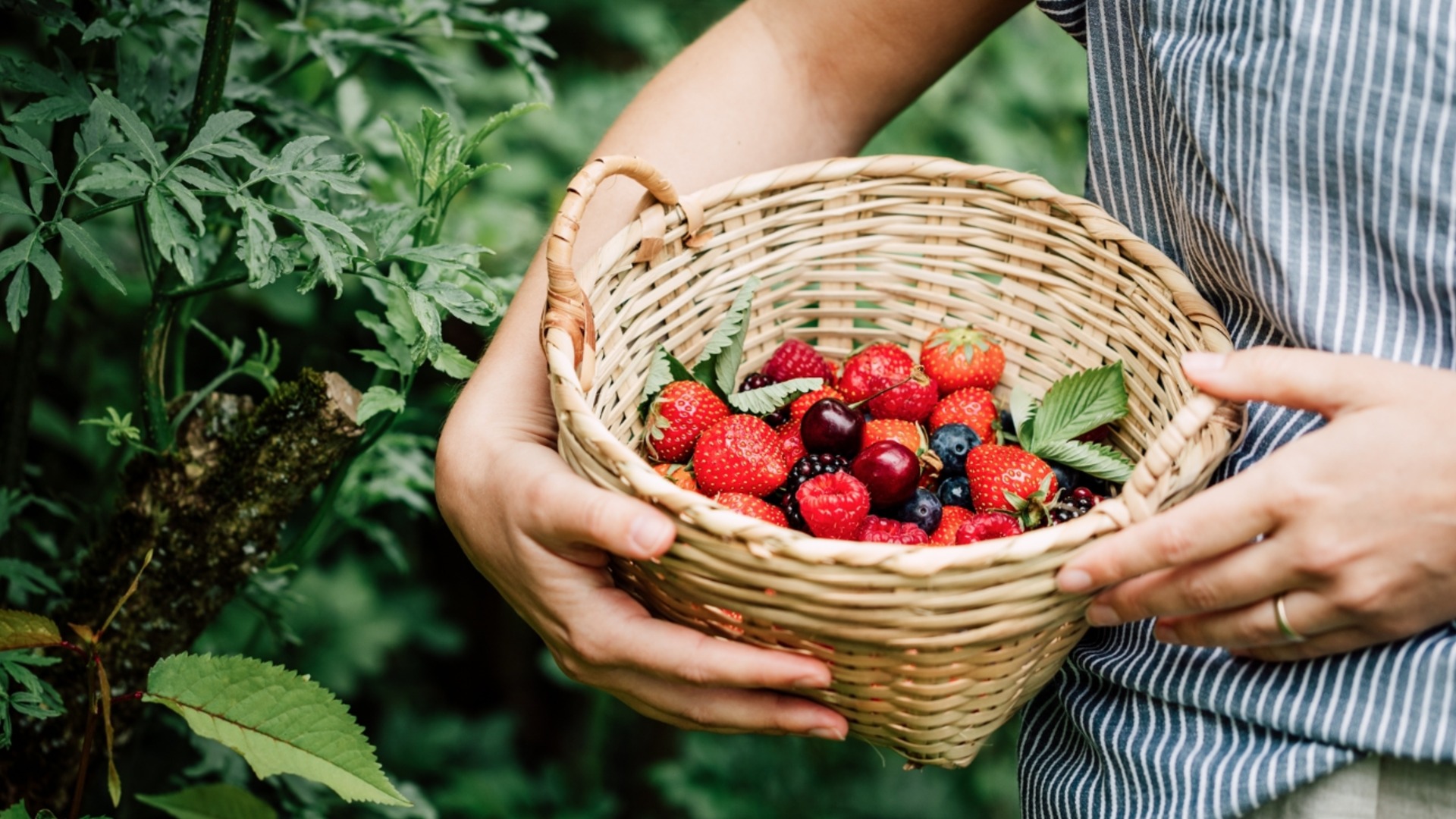 Градински хит: Засаждате през април, берете кошници плодове през лятото