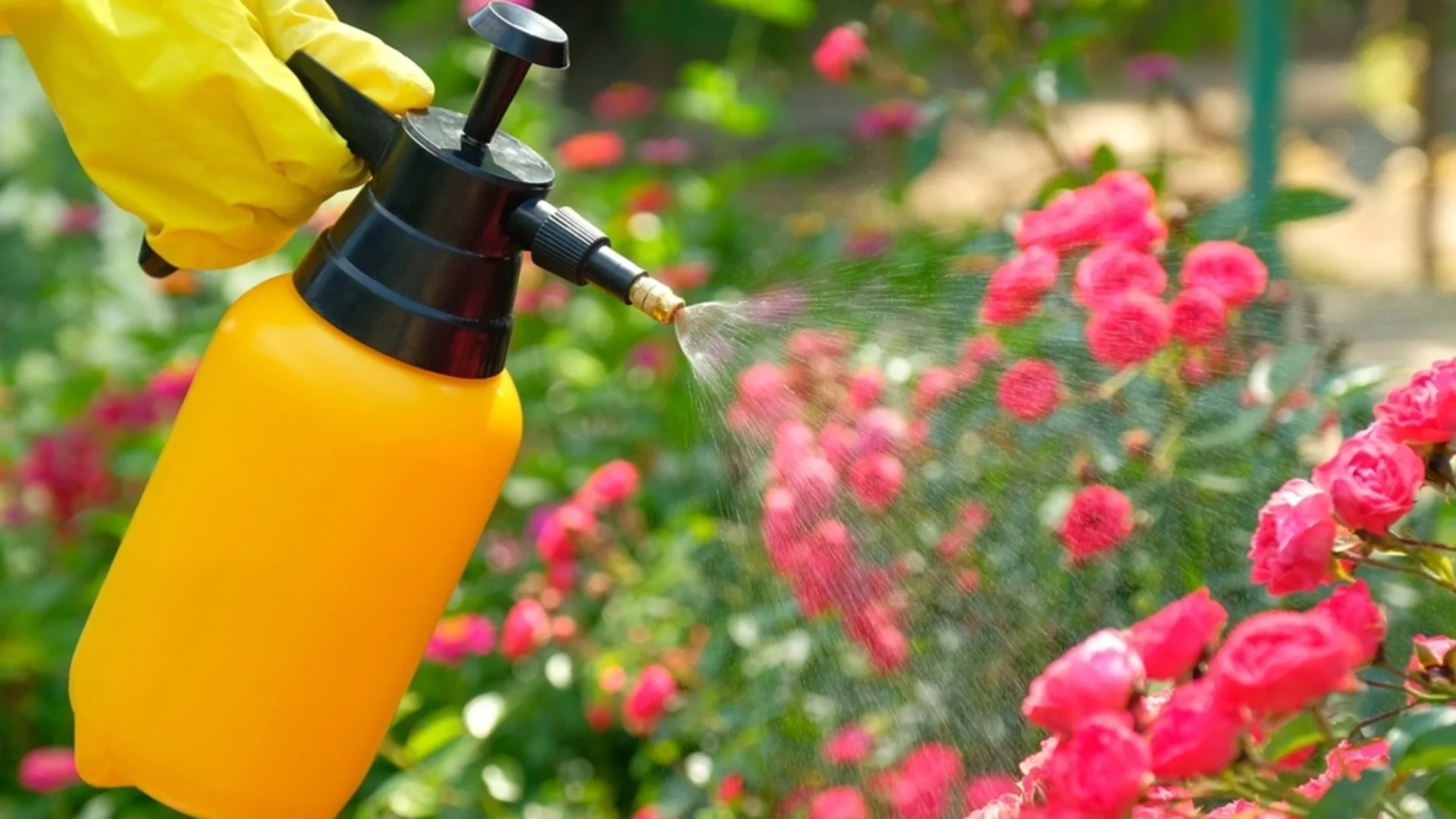 Направете това с розите през април за най-големите си цъфтежи досега