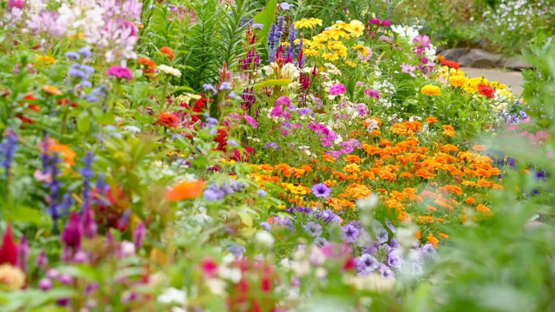 Най-добрата пролетна тор за градината се намира в кухнята ви 