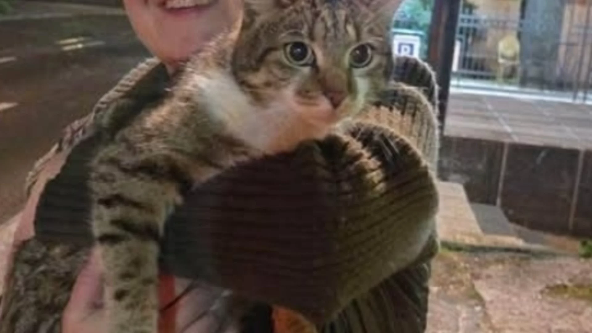 Котаракът, който обедини една столица: Щастлив финал за изгубения любимец на Сараево (СНИМКА)