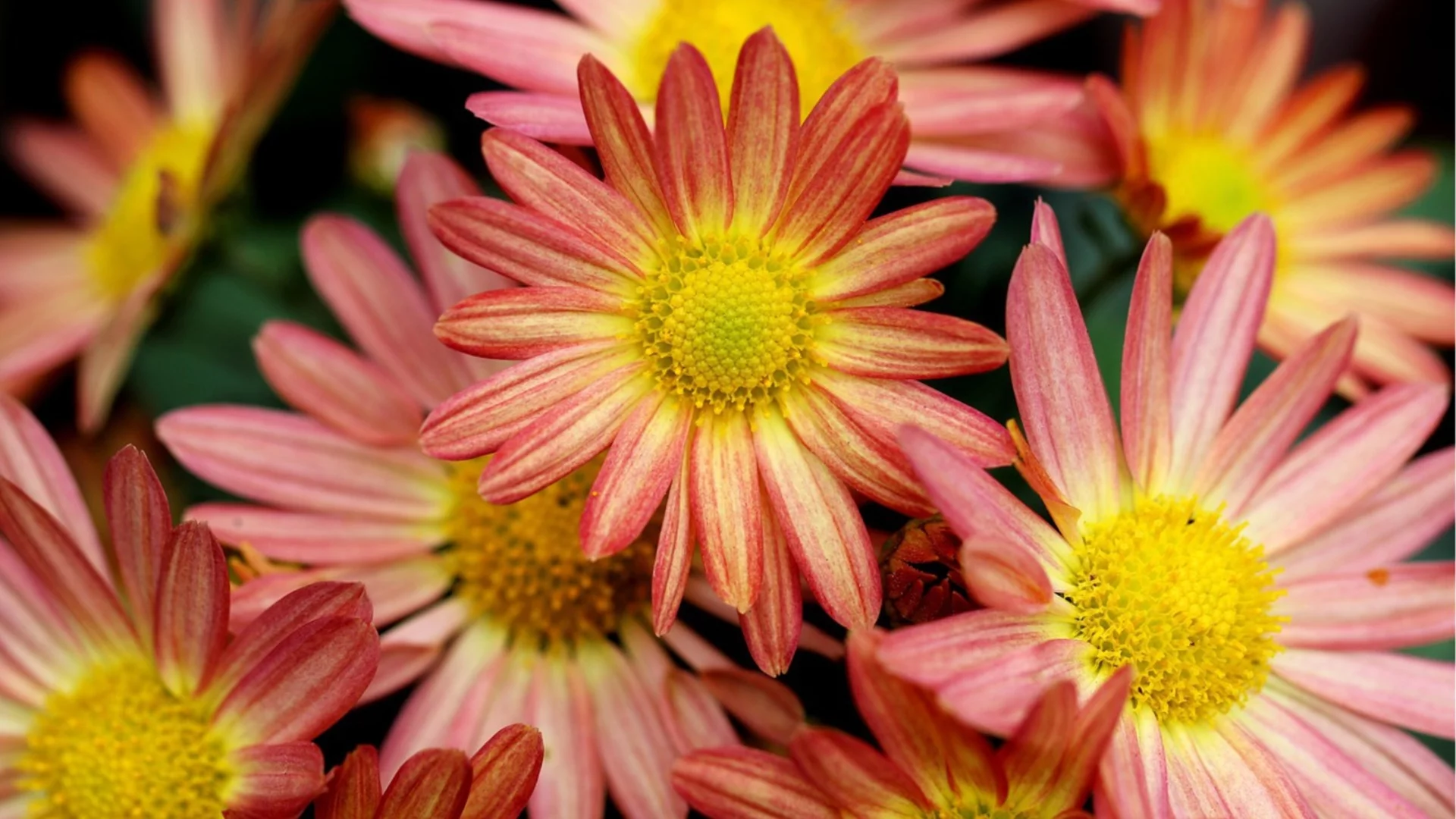 Април е идеалното време да размножите тези цветя