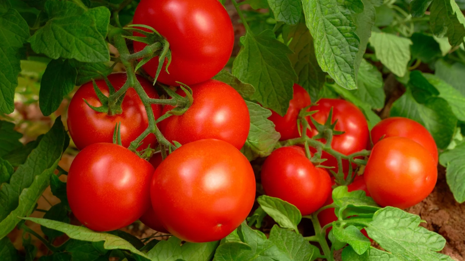 3 класически комбинации от растения, които наистина могат да увеличат реколтата ви