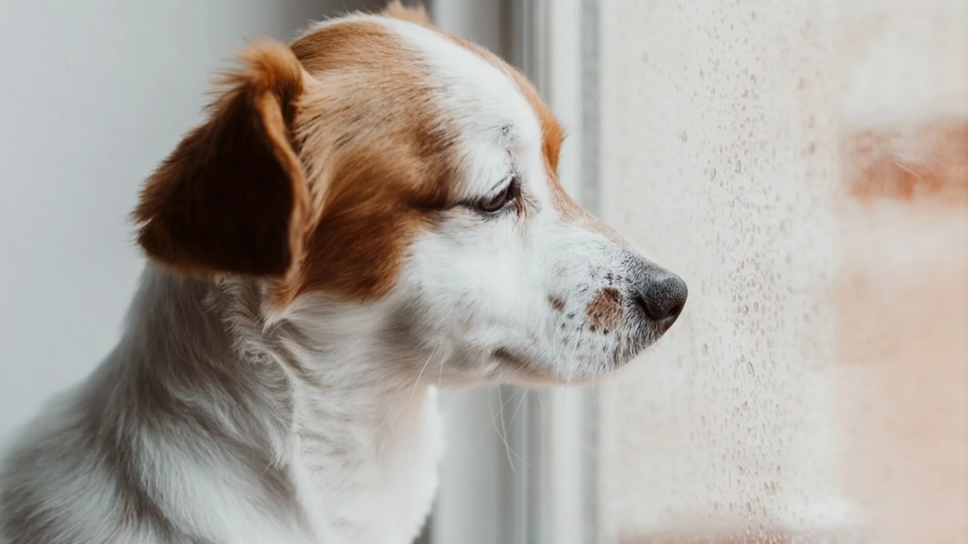 Априлски депресар. Времето утре - 22 април 2026 г. 