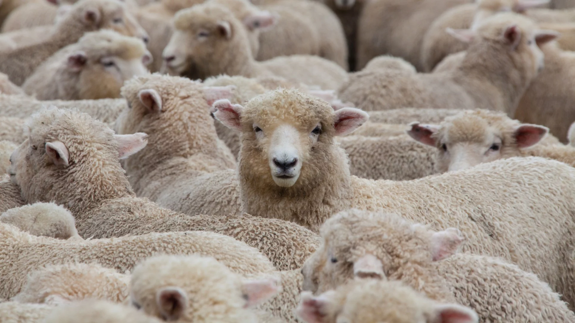 Ръст на случаите на шап сред животните на остров Лесбос