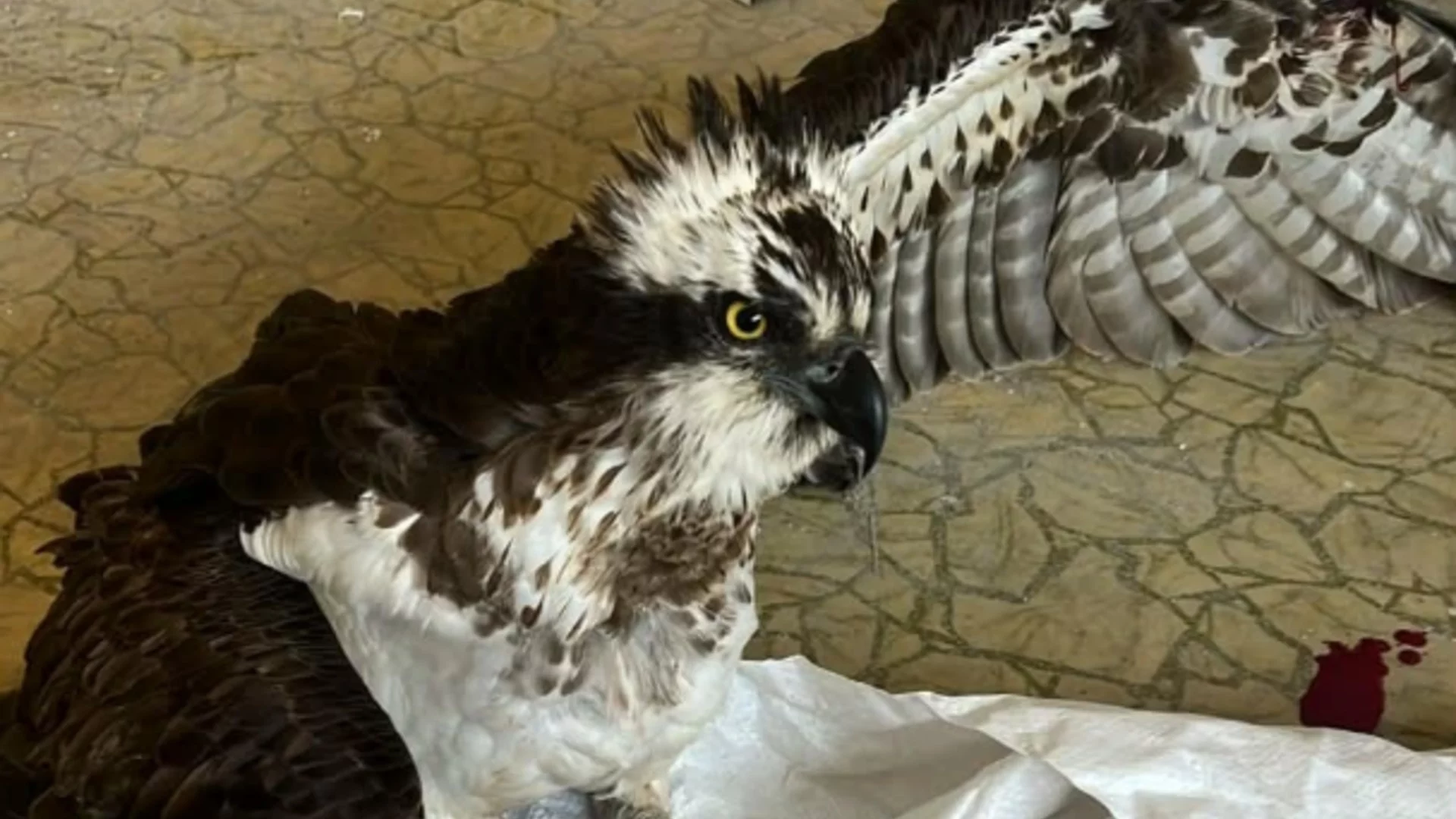 Спасиха ранен орел от застрашен вид