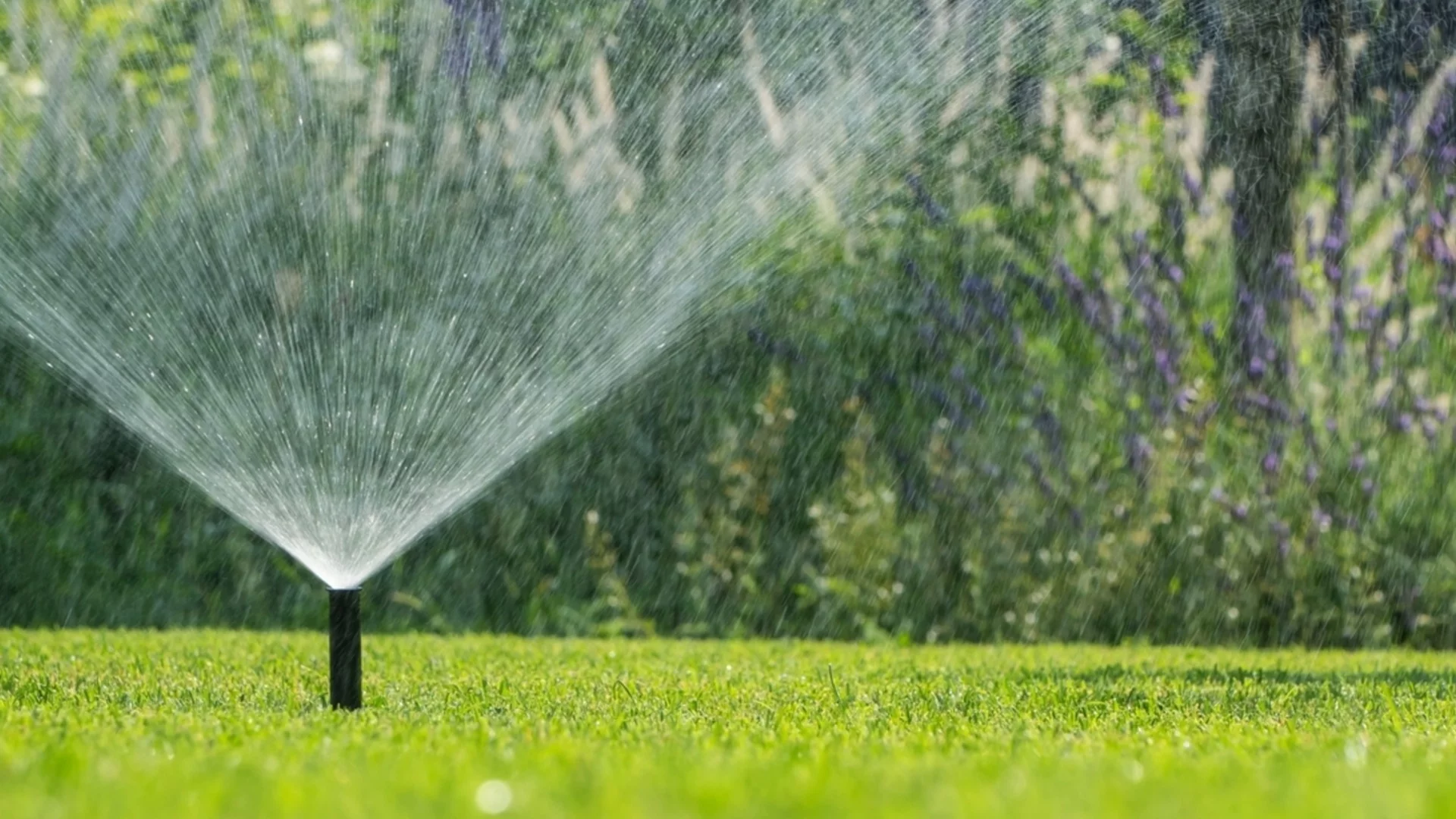 Капково напояване срещу пръскачки - кое е най-доброто за вашата градина?