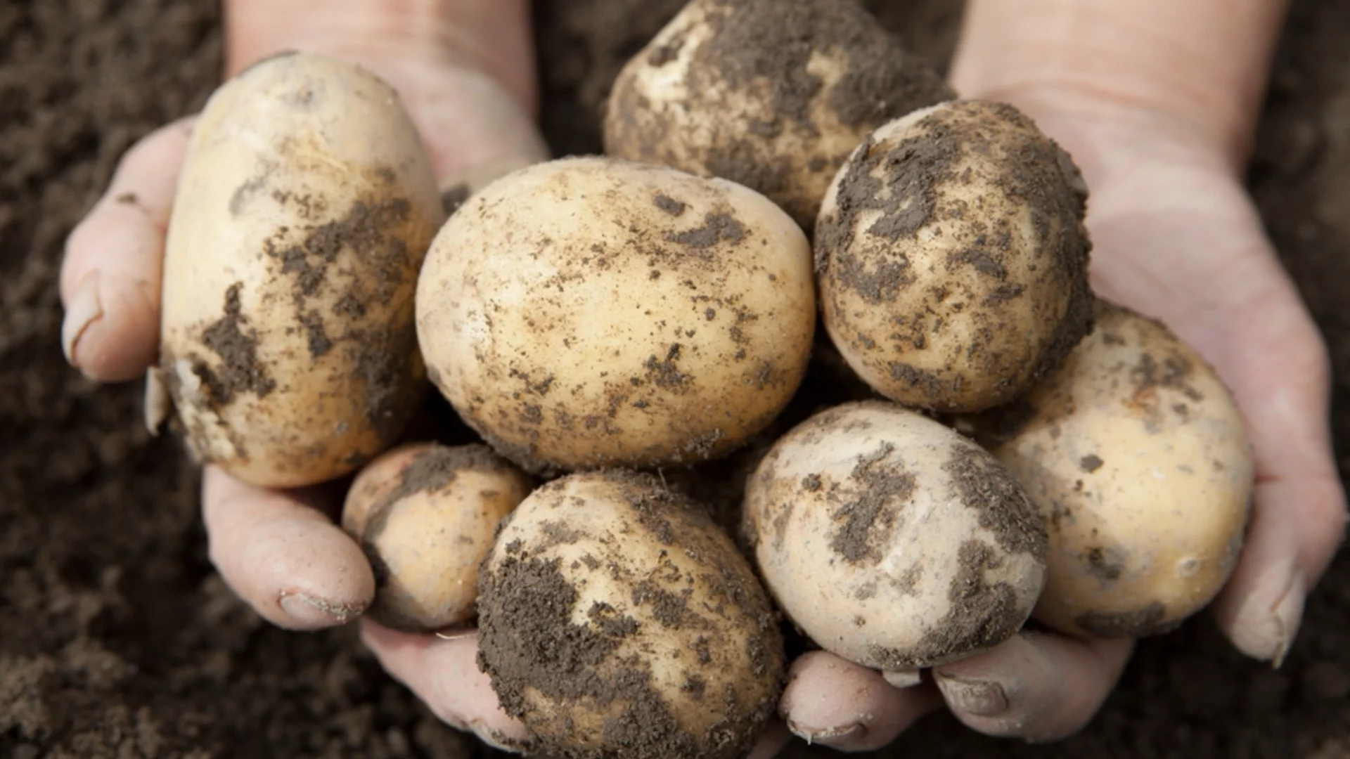 Как да разберете кога картофите са готови за прибира