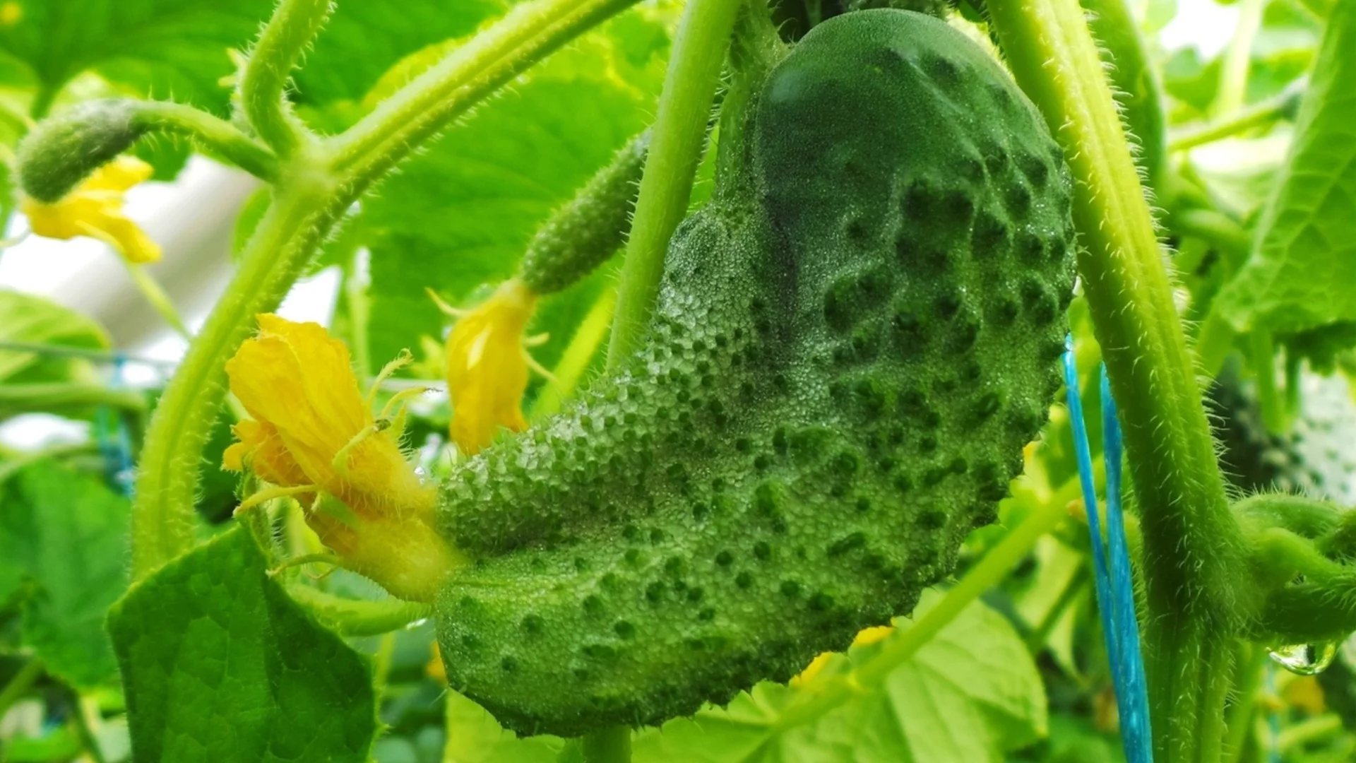 Защо краставиците ви растат в странни форми  