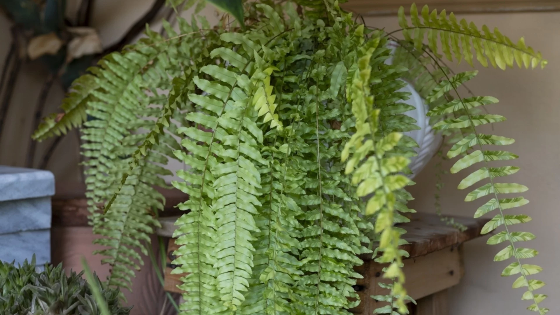 Лесната за отглеждане папрат, която е идеална за запълване на сенчестия ви двор 