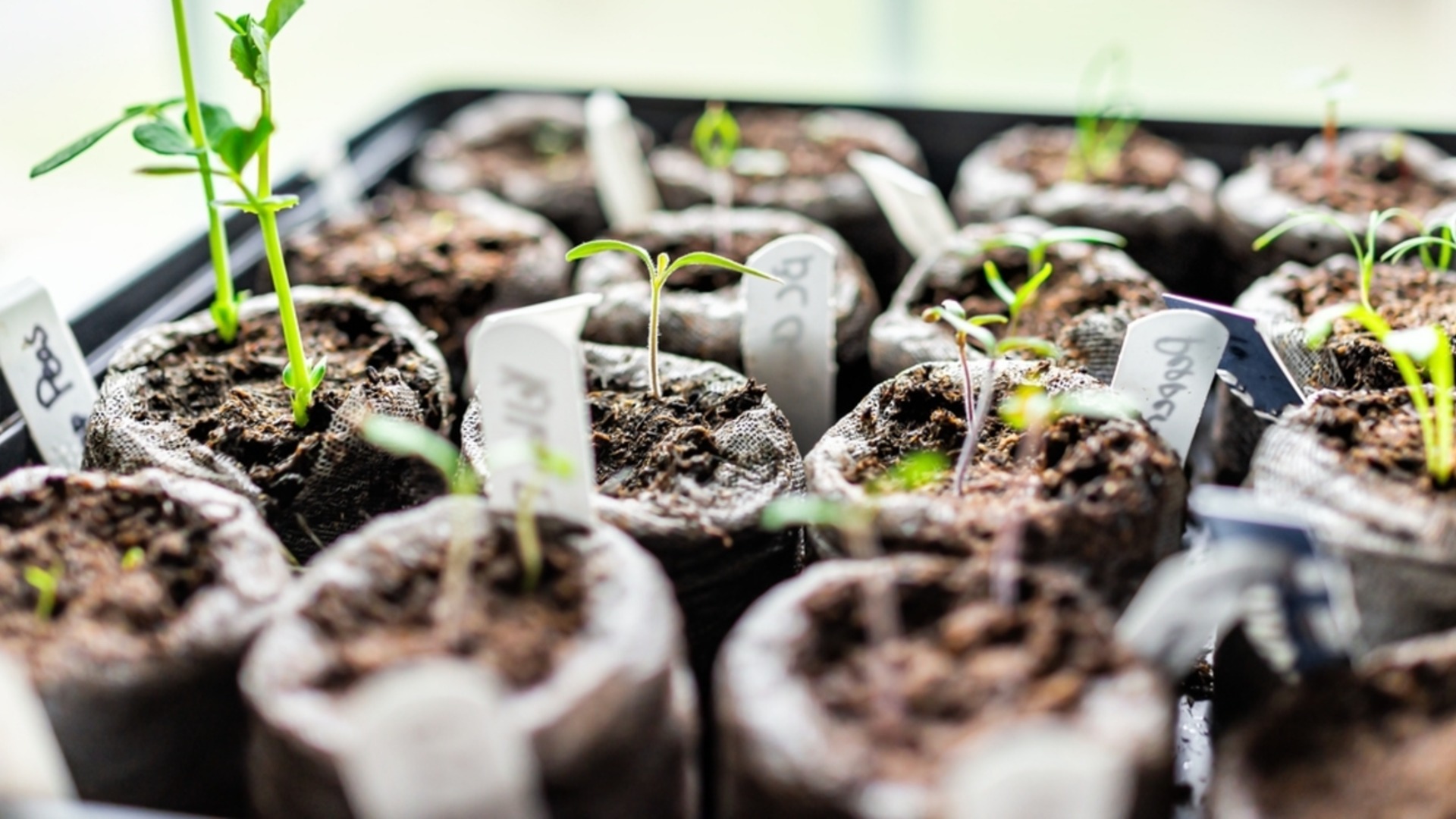 Използвайте повторно стари саксии за разсадници с този трик