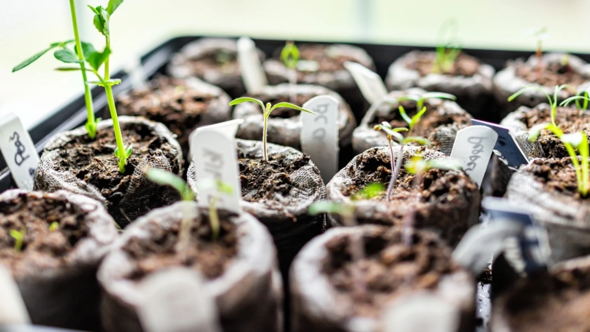 Използвайте повторно стари саксии за разсадници с този трик