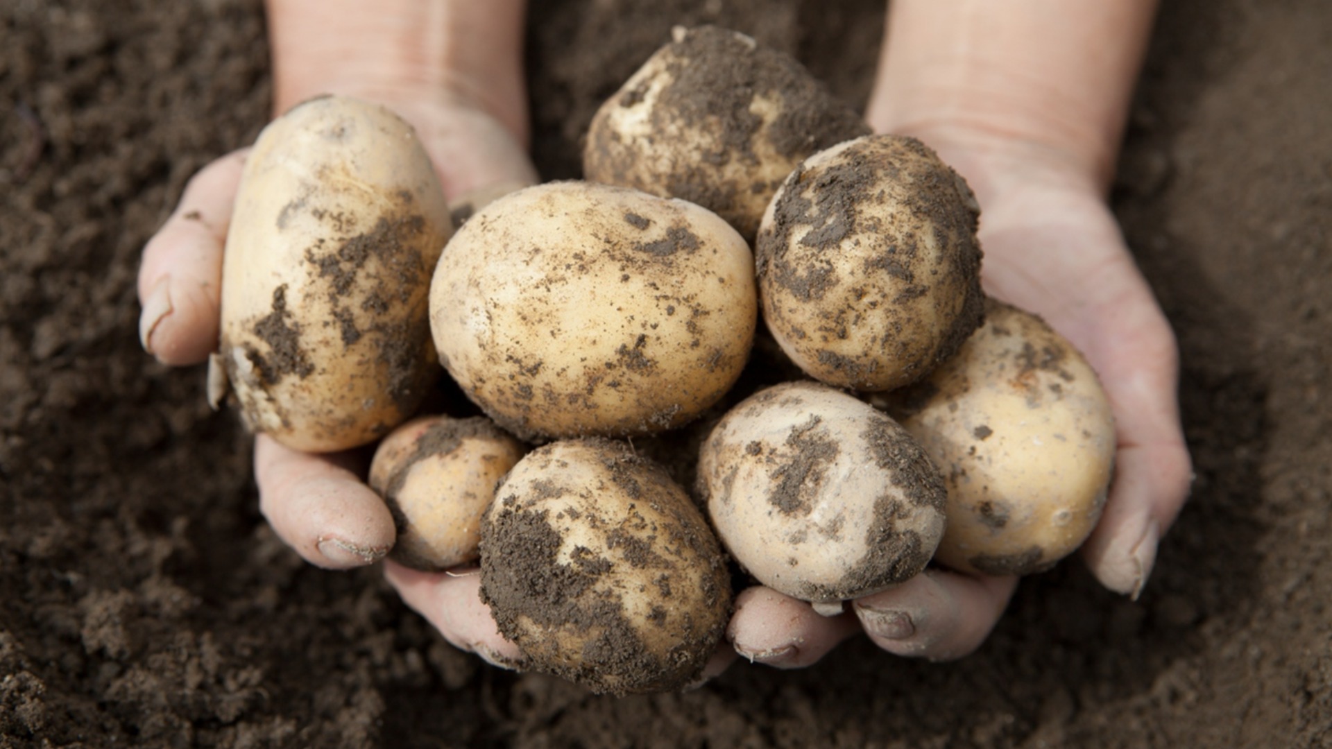 Как да разберете, че реколтата от картофи е готова за събиране